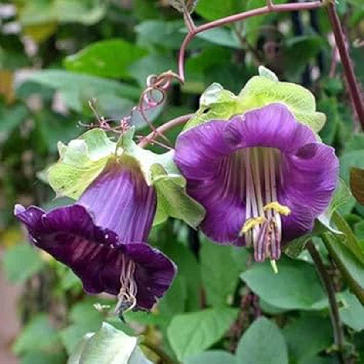 Heirloom Non-GMO Cobaea Bells Flower Seeds for Planting  Bell-Shaped Climbing Garden Blooms