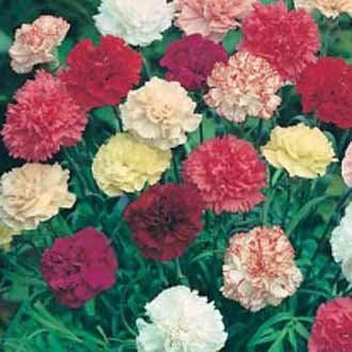 Heirloom Non-GMO Dianthus Flower Seeds for Garden Planting ?? Multi-Color Fragrant Blooms Mix