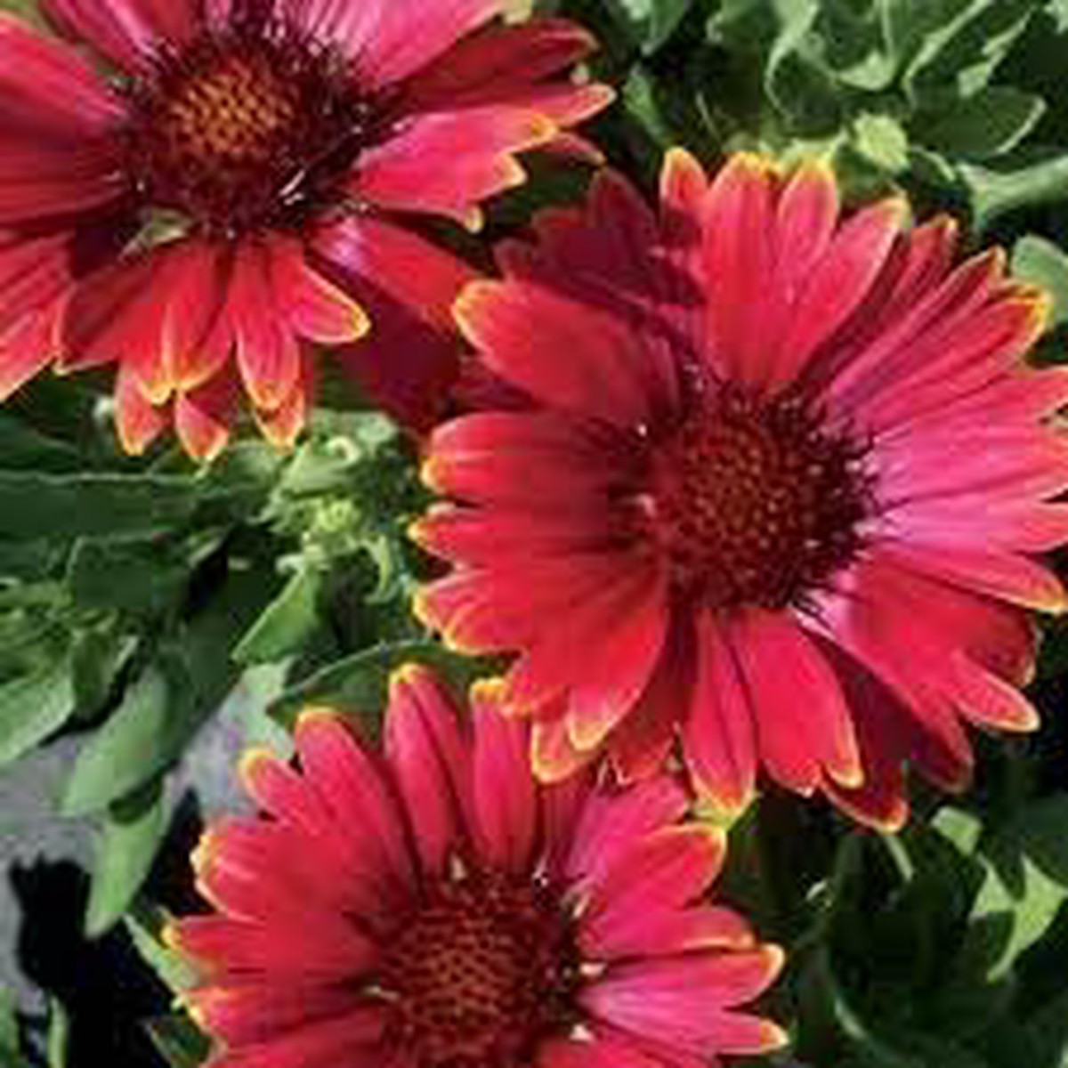 Heirloom Non Gmo Gaillardia Aristata Flower For Planting Long Blooming Perennial Wildflowers Flower