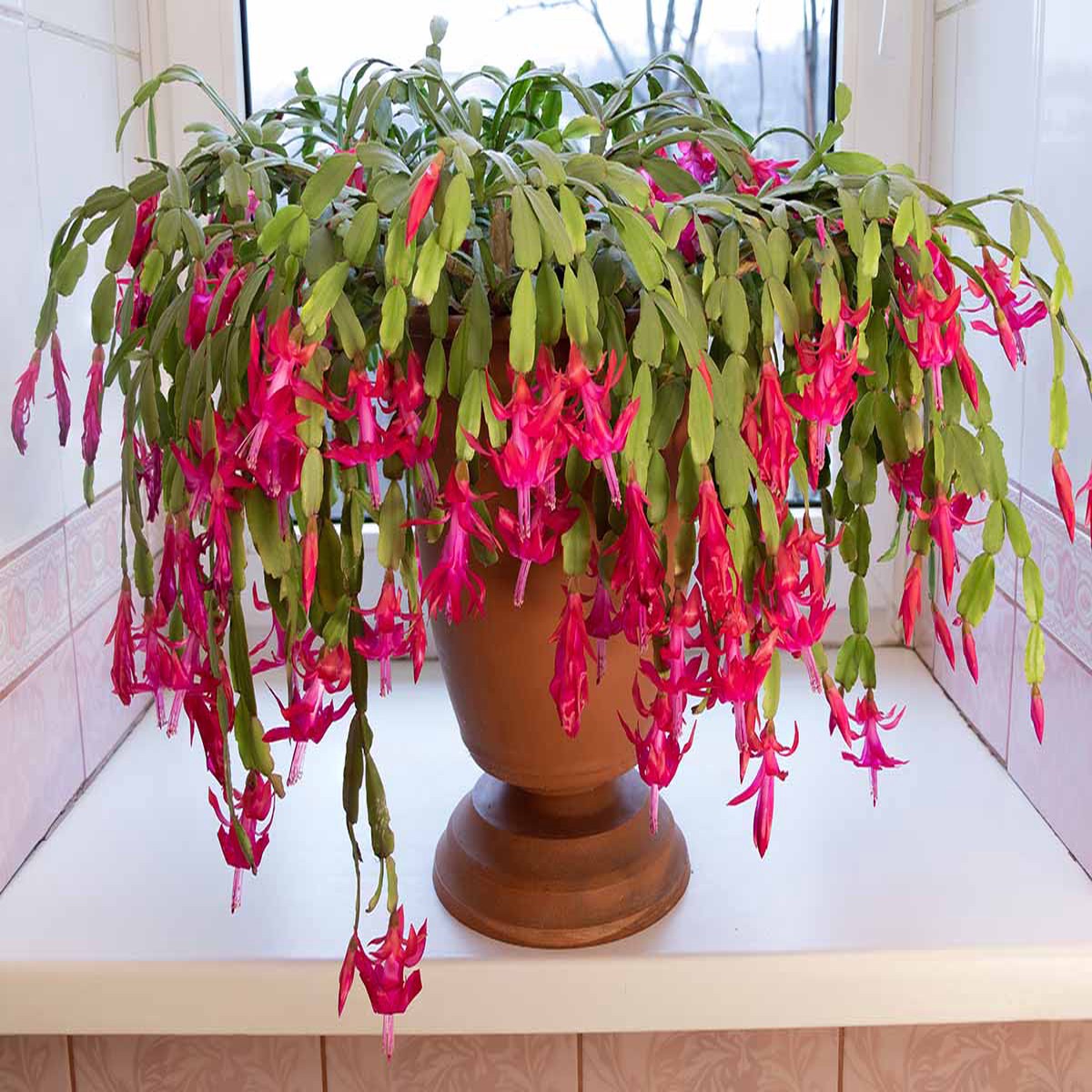 Heirloom Non-GMO Schlumbergera Flower Seeds for Planting Ideal for Balcony Pots, High Germination Organic Seeds