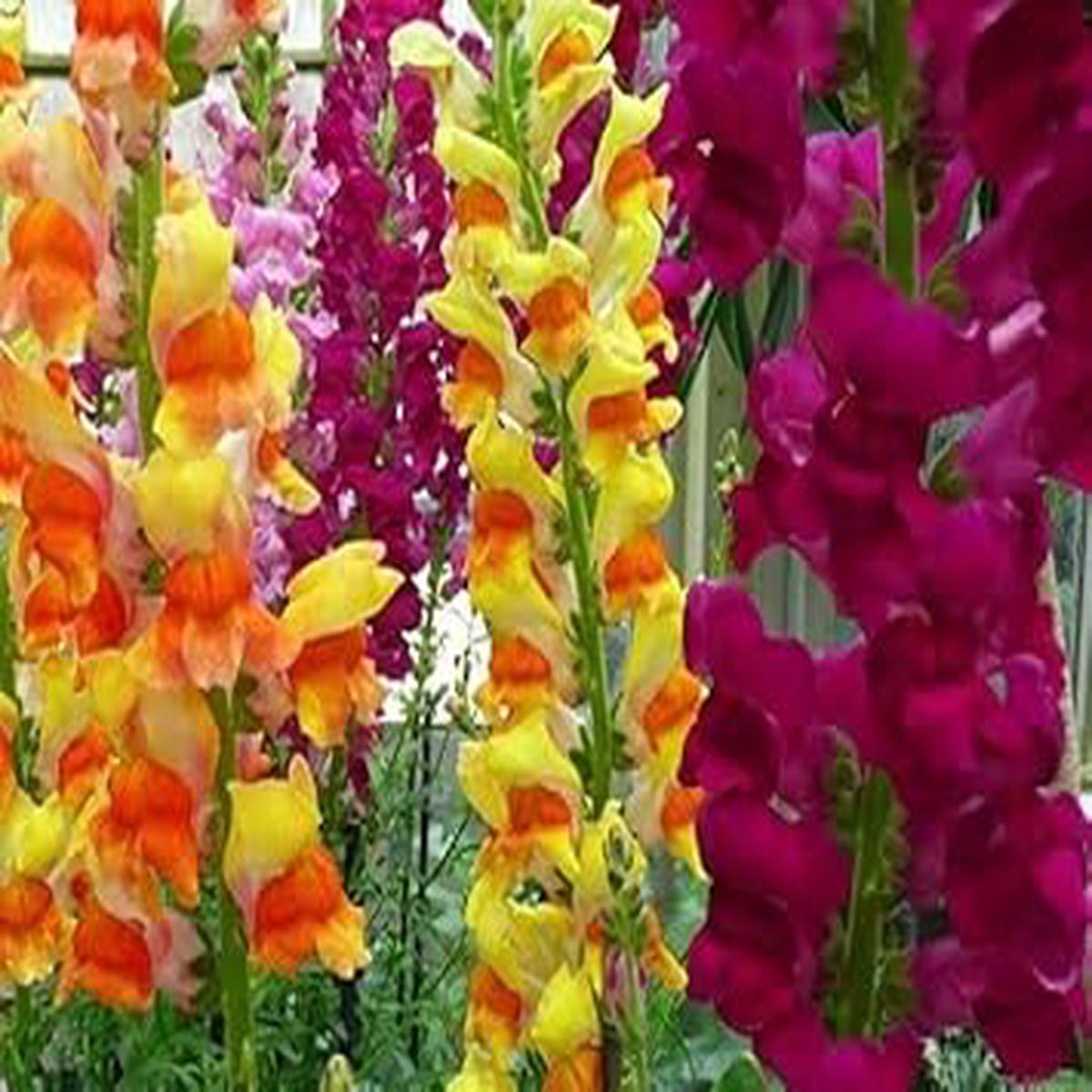 Heirloom Non-GMO Snapdragon Flower Seeds for Planting  Colorful Garden Bloom Seeds