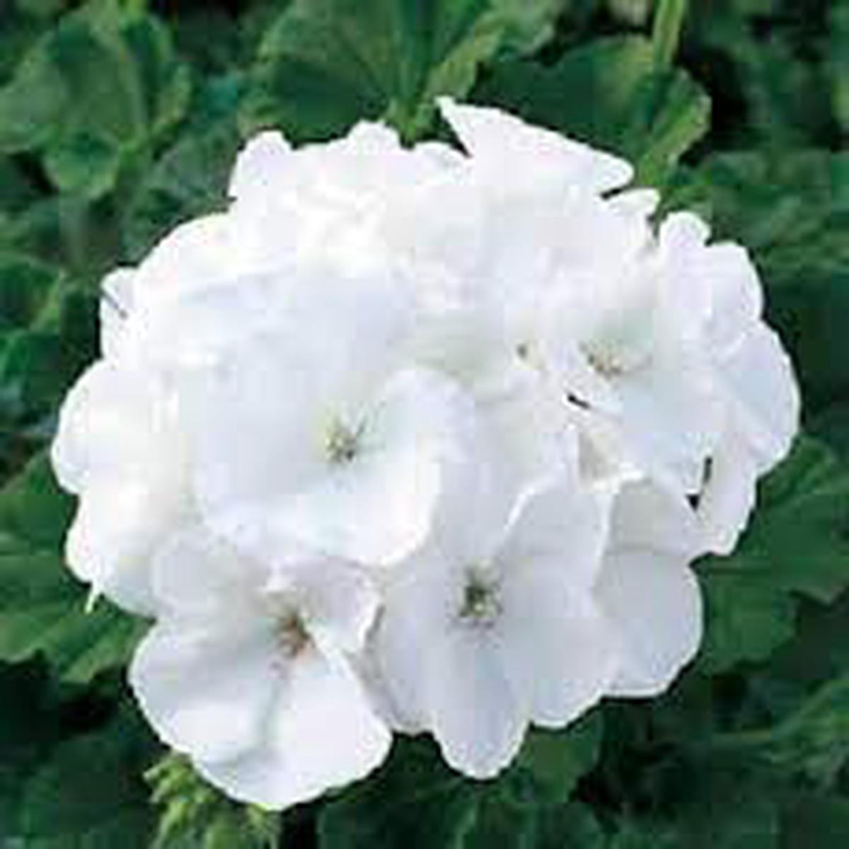 Heirloom Non-GMO White Geranium Flower Seeds for Planting High Germination, Elegant Home Garden Blooms