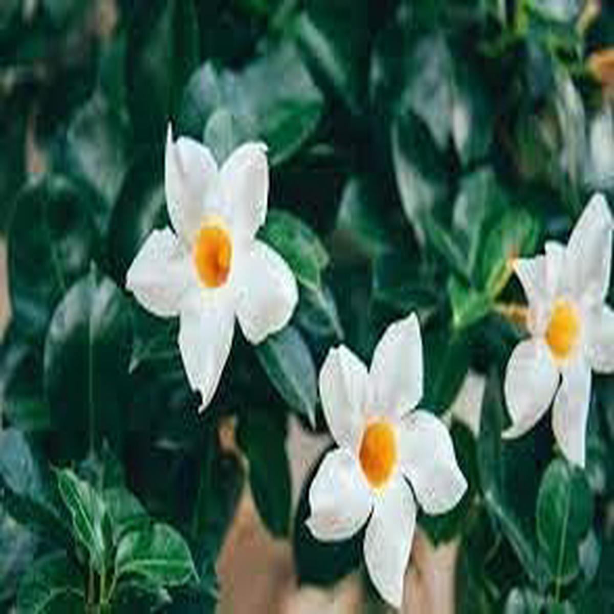 Heirloom Raat Ki Rani Flower seeds for Planting Long Bloom Season Heirloom & GMO Free Seeds for Home Garden