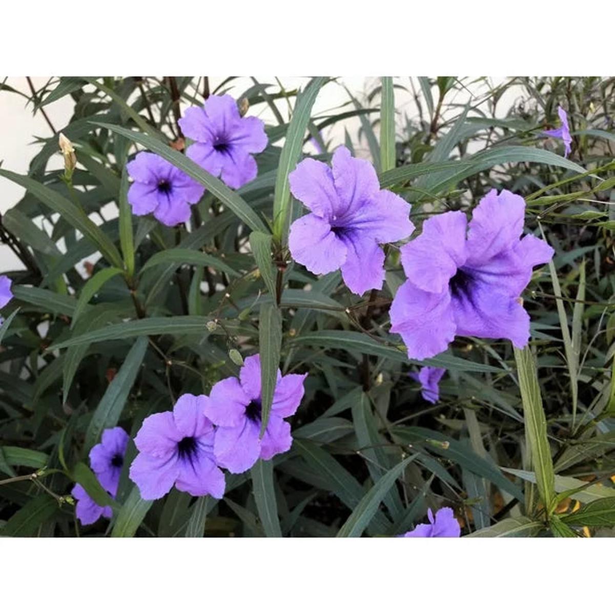 Heirloom Ruellia humilis Seeds  Non-GMO Flower Seeds for Planting