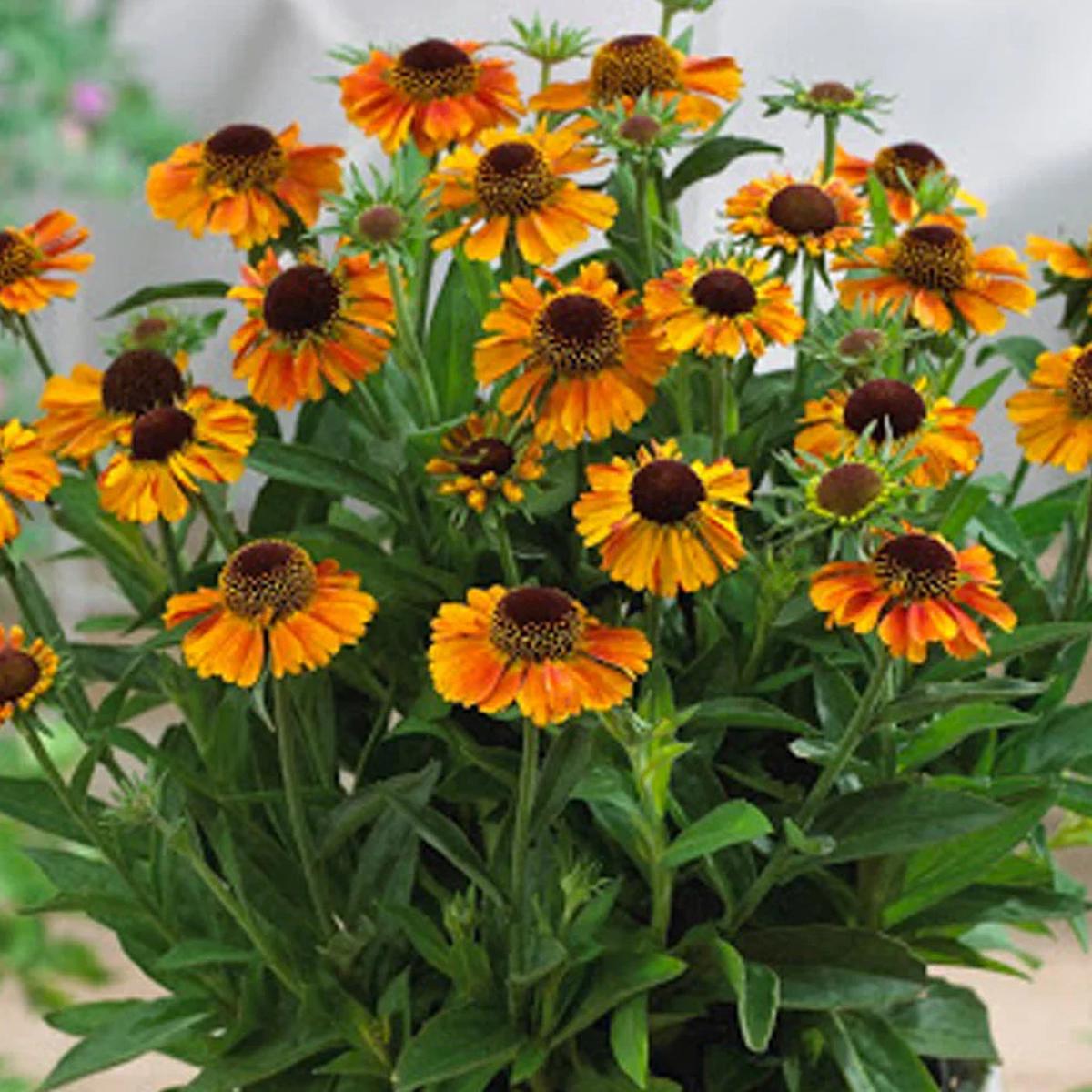 Helenium Autumn Lollipop Flower seeds for Planting Drought Tolerant Heirloom & GMO Free Seeds for Home Garden