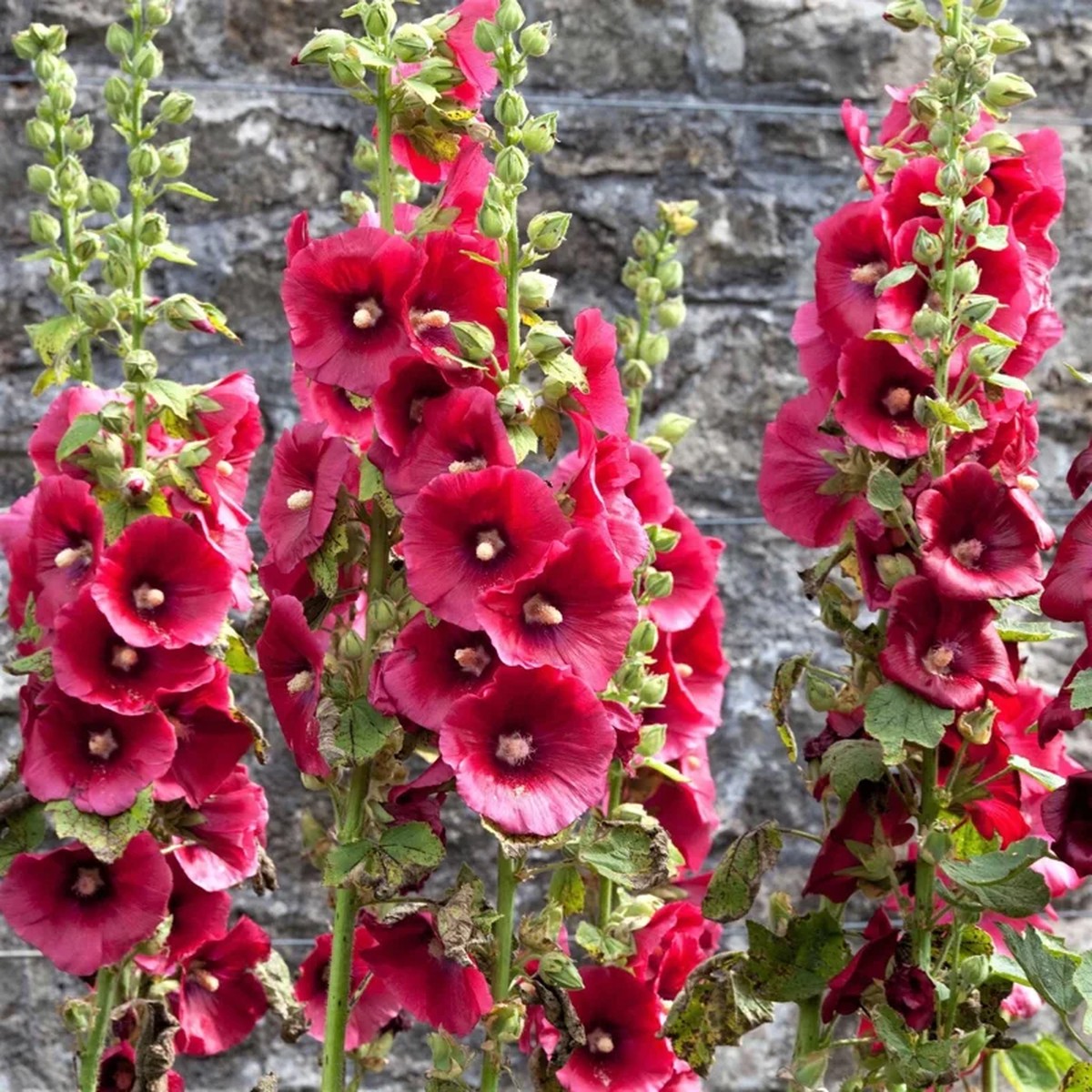 Hollyhock Flower Seeds - 30+ Summer Carnival Mix - Perennial Outdoor Flowering