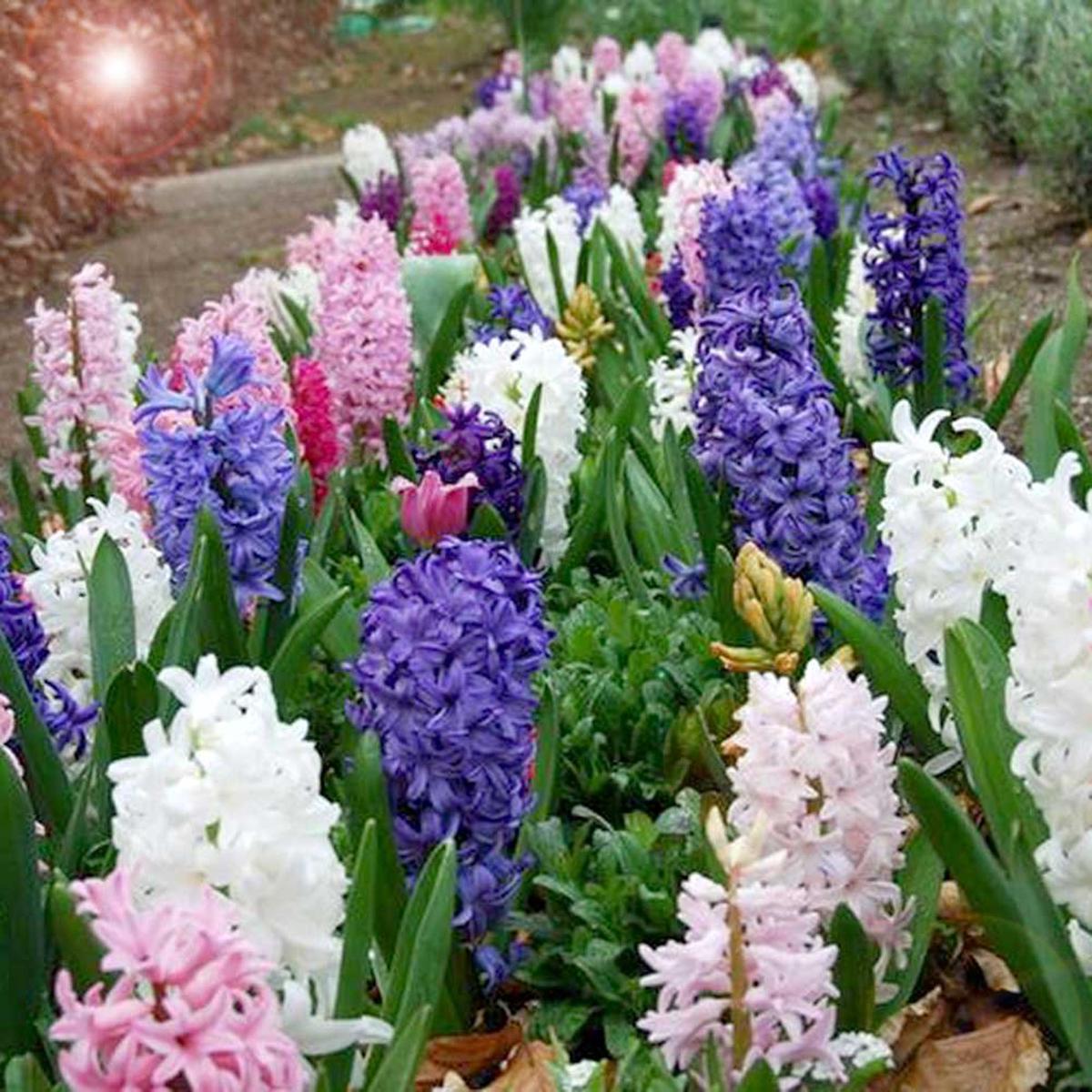 Hyacinth Hyacinthus Spp For Planting In Flower Bed Flower Seeds for Home Garden Planting, Blooming