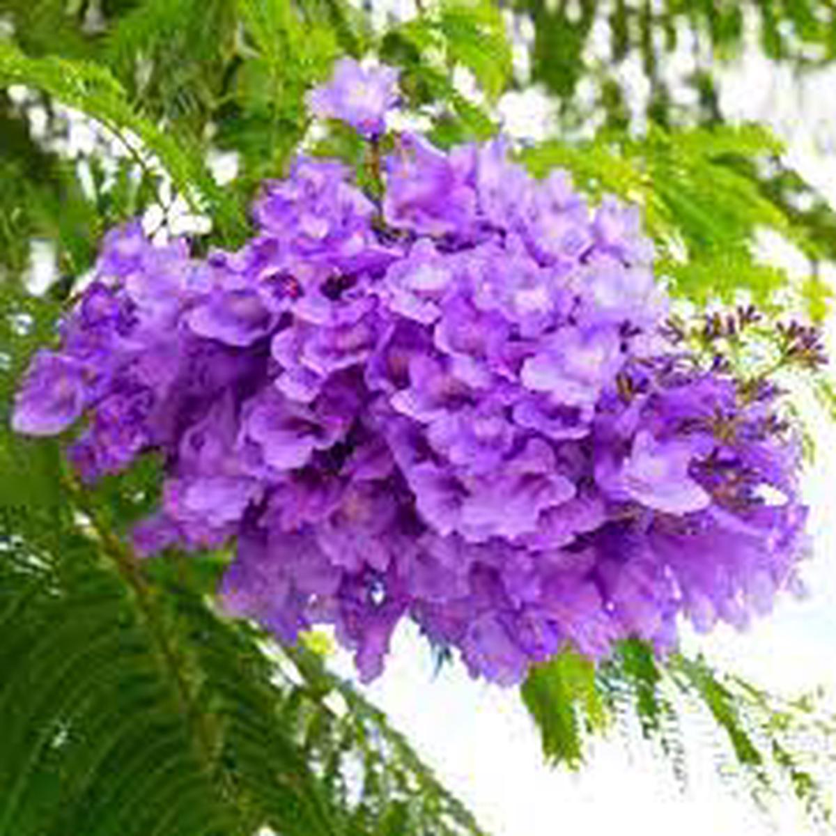 Jacaranda Mimosifolia Flower Seeds for Planting Beautiful Bloom Tree, Easy Grow Ornamental Plant for Garden & Patio
