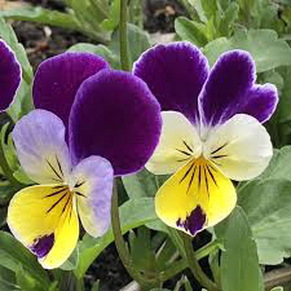 Johnny Jump Up (Viola tricolor) Seeds for Planting Heirloom, Non-GMO, Annual Wildflower