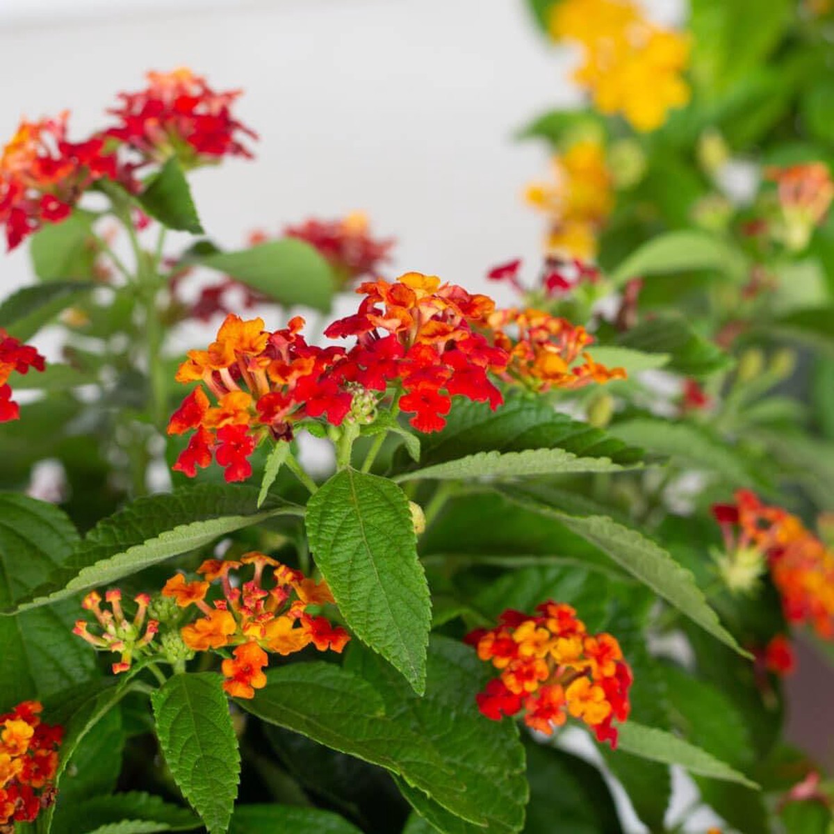 Lantana Camara For Planting Lantana Camara For Flower Beds And Butterfly Gardens Flower Seeds for