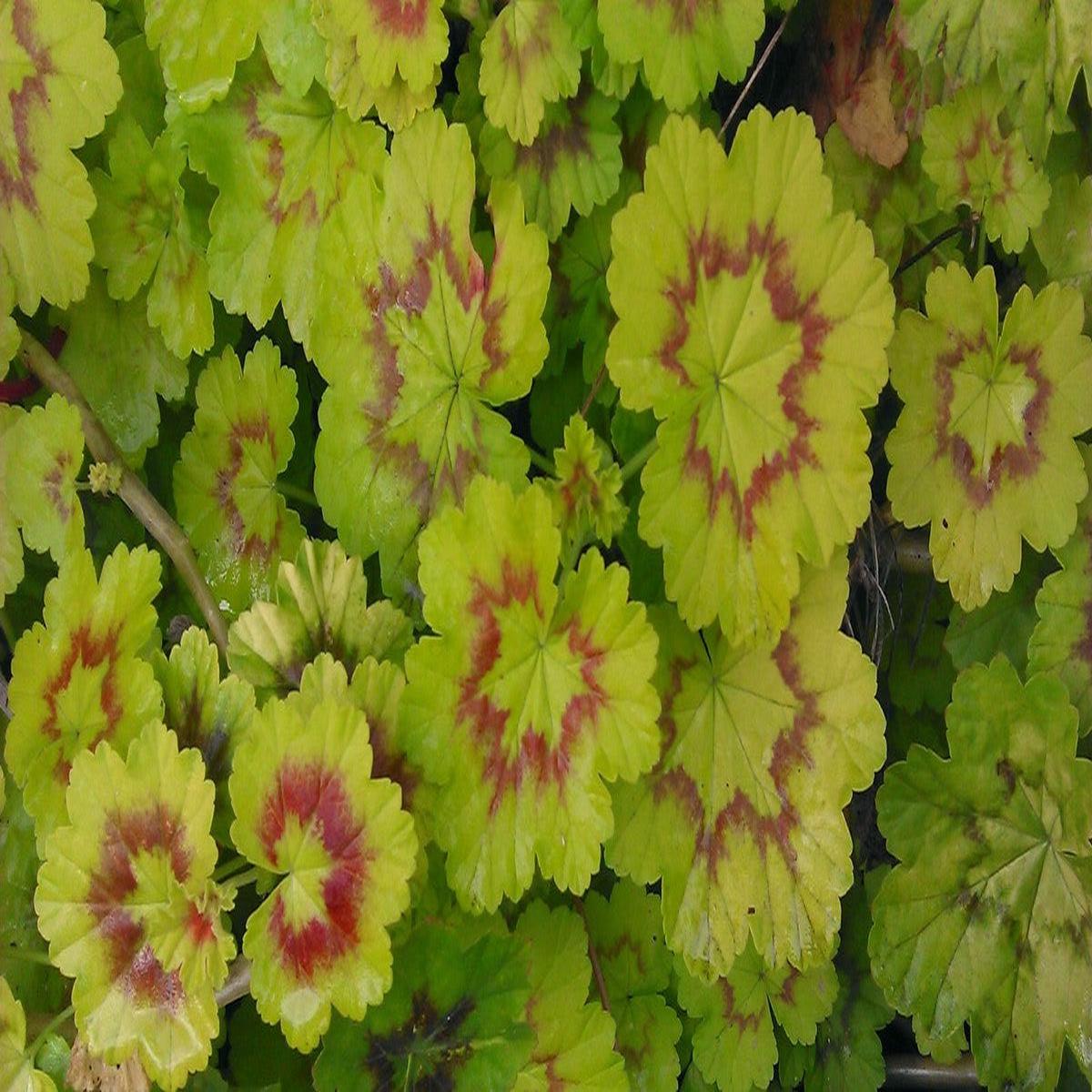 Lime Green Geranium Flower Seeds for Planting Heirloom, Non-GMO, High Germination Organic Garden Seeds