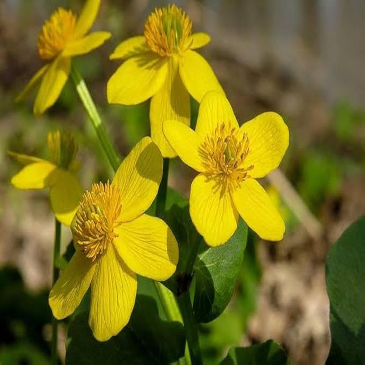 Marsh Marigold For Planting Caltha Palustris For Pond Edges And Wetland Gardens Flower Seeds for