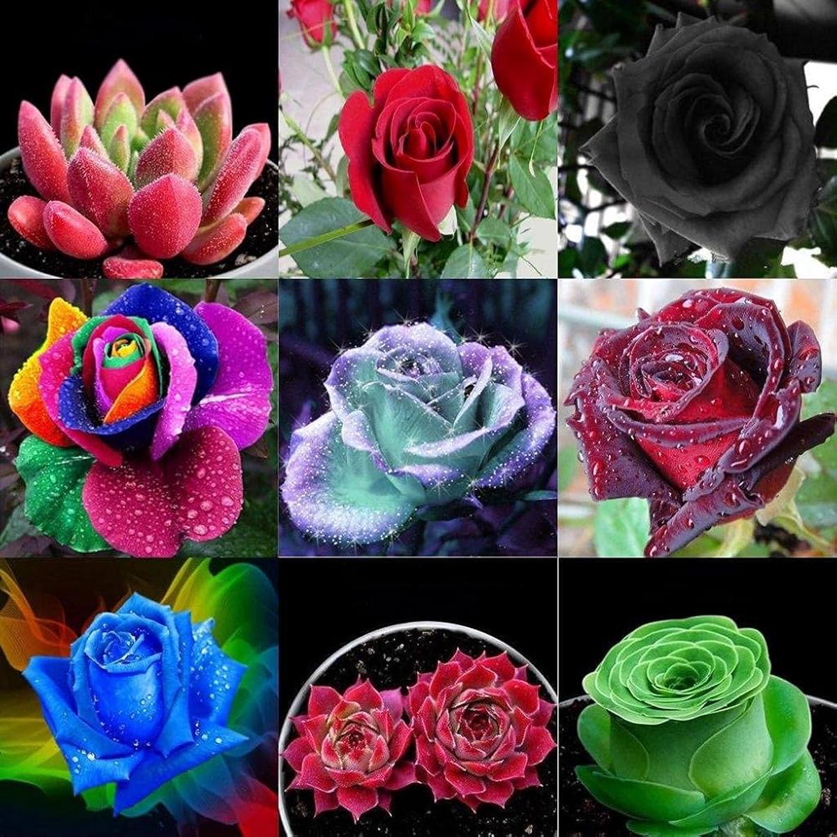 Mini Rose Mixed Colors Perennial Flower For Garden Flower Seeds for Home Garden Planting, Blooming