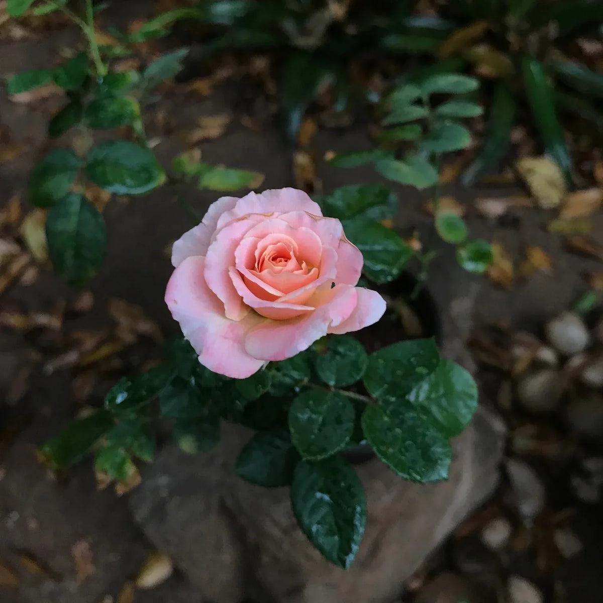 Miniature Rose Flower seeds for Planting Cut Flower Favorite Heirloom & GMO Free Seeds for Home Garden Sale