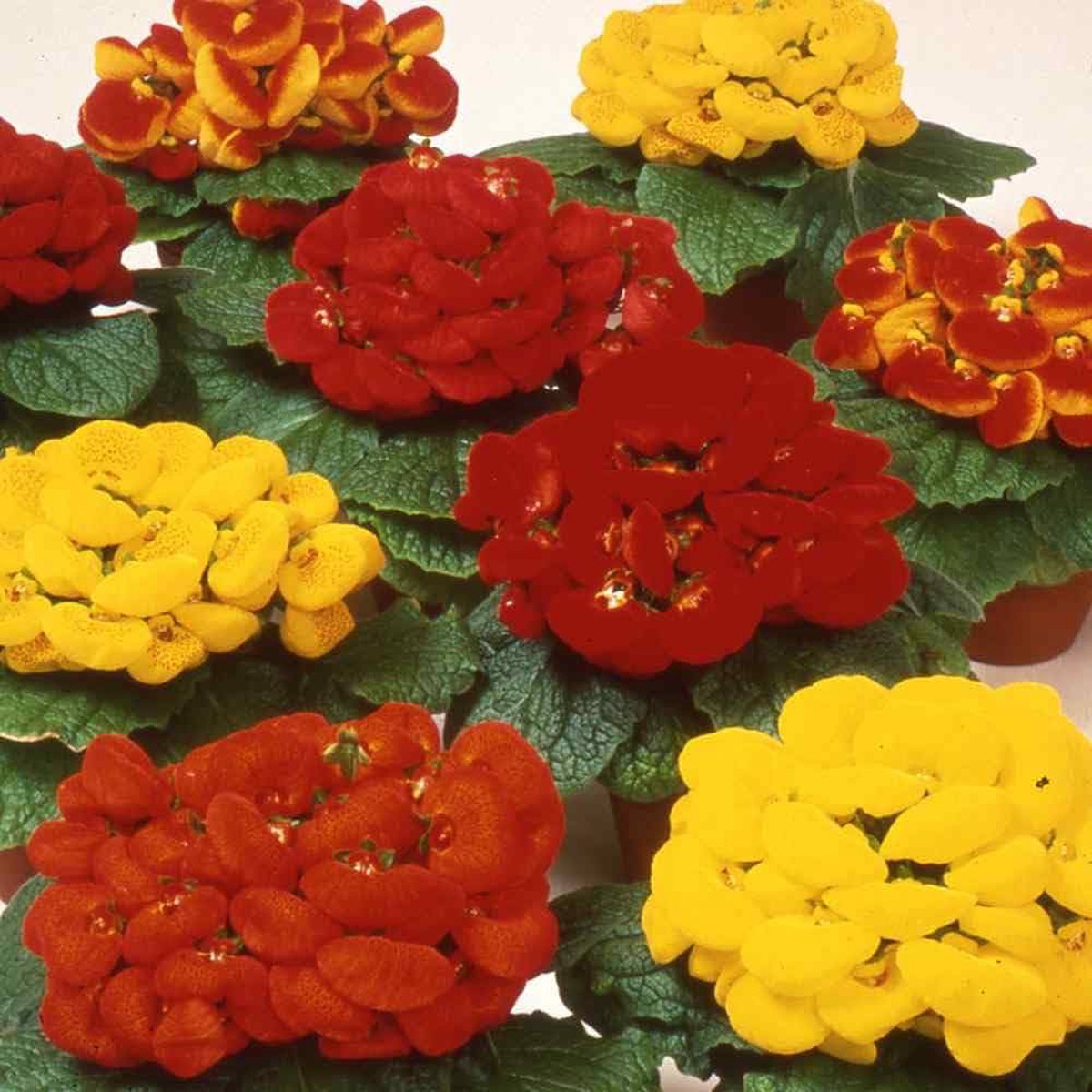 Mixed Calceolaria Flower For Planting Flower Seeds for Home Garden Planting, Lush Organic Blooming