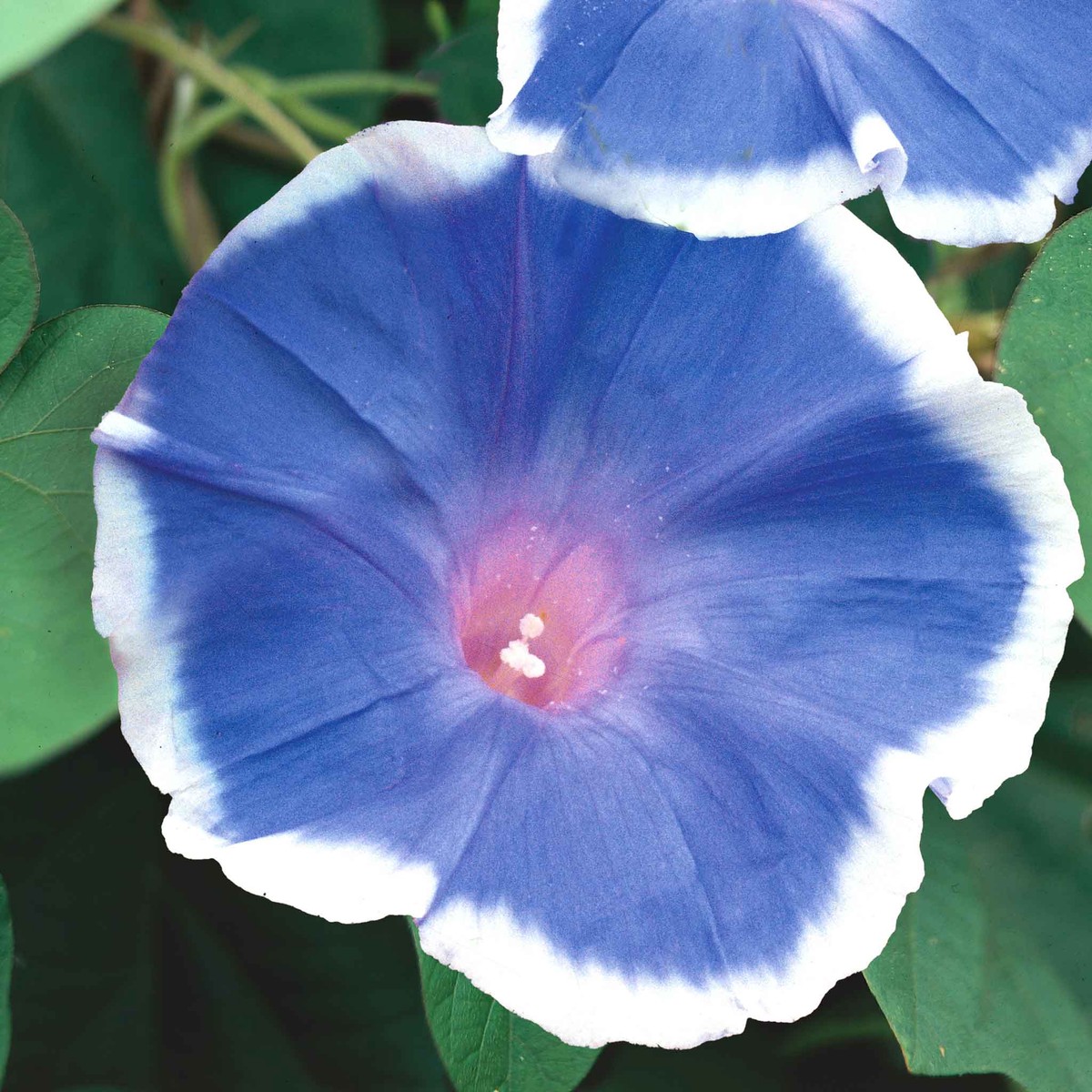 Morning Glory Seeds - Blue Picotee