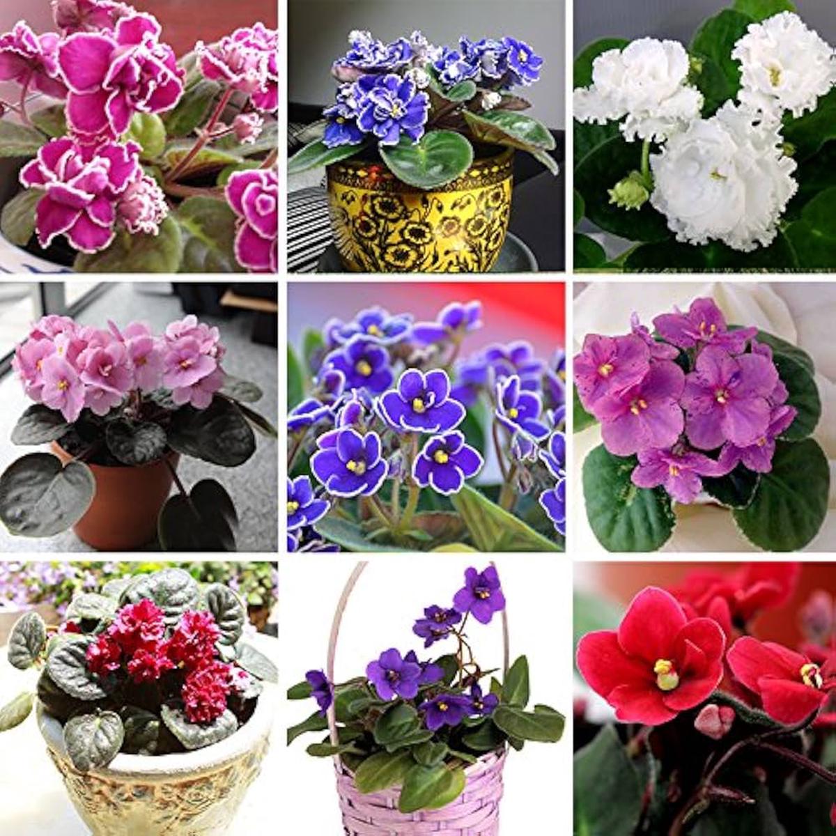 Multi-Colour Mini Violet Flower Seeds for Planting Heirloom, Non-GMO, High Germination Organic Garden Seeds