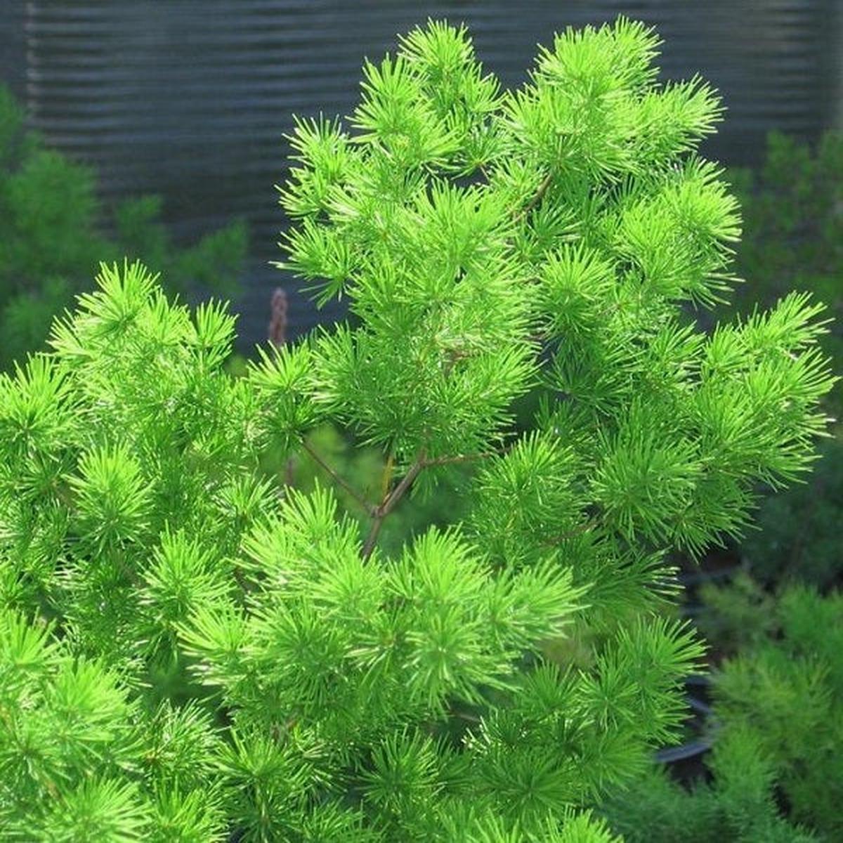 Myriocladus Plant Seeds  Heirloom Non-GMO Ornamental Bamboo Seeds for Lush Garden Growth