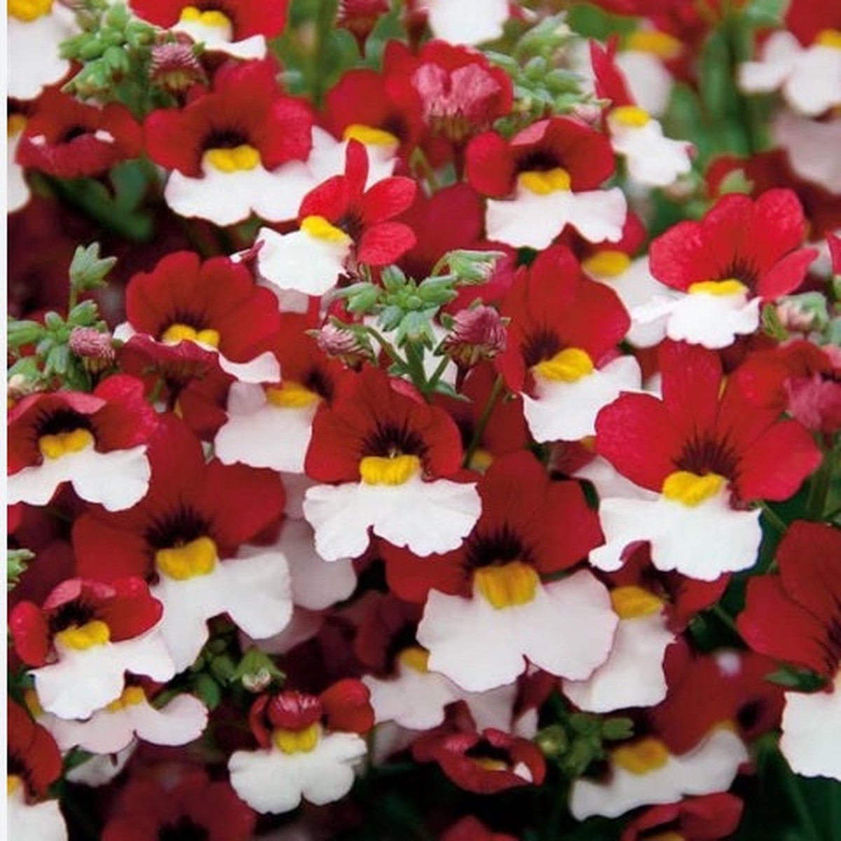 Nemesia Red White Open Pollinated Heirloom, Non-GMO, High Germination Organic Garden Seeds