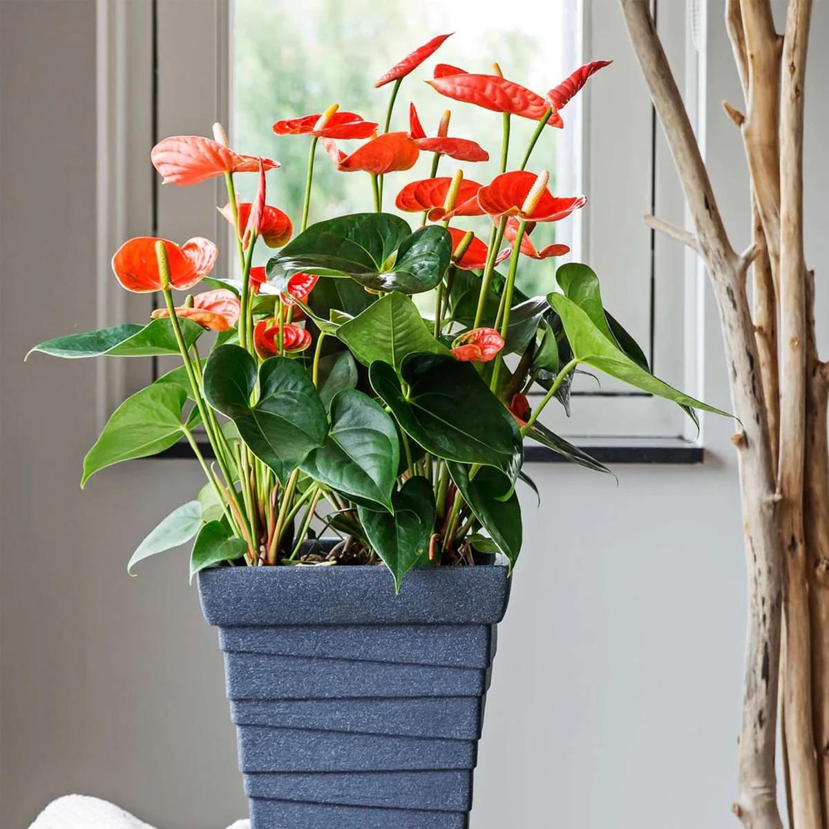 Orange Anthurium Flower Seeds for Planting Heirloom, Non-GMO, High Germination Organic Garden Seeds
