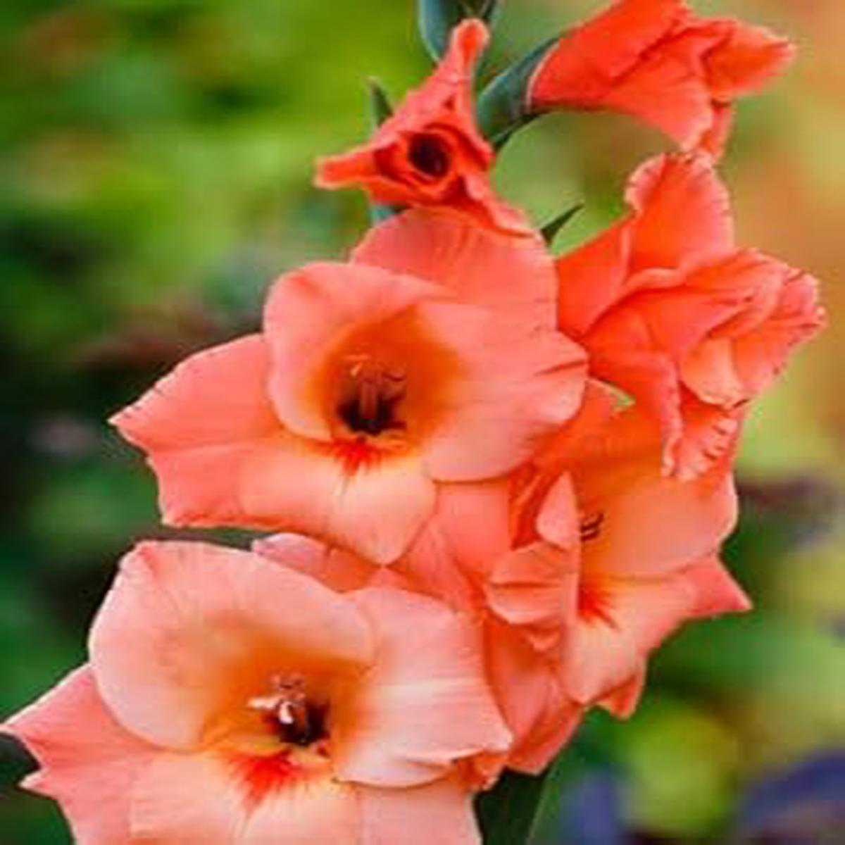 Orange Gladiolus Flower Seeds for Planting Heirloom, Non-GMO, High Germination Organic Garden Seeds