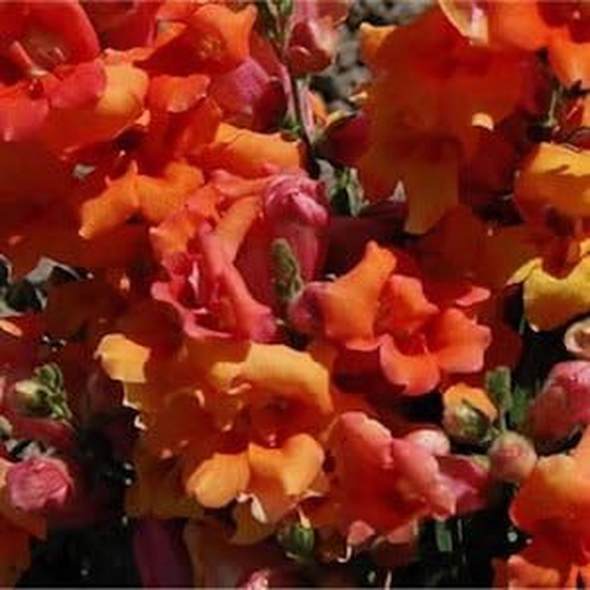 Orange Snapdragon Flower Seeds for Planting Heirloom, Non-GMO, High Germination, Organic Garden Seeds