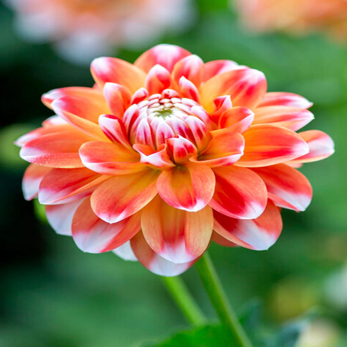 Orange White Dahlia Flower Seeds for Planting  Heirloom, Shade Tolerant, Non-GMO, High Germination