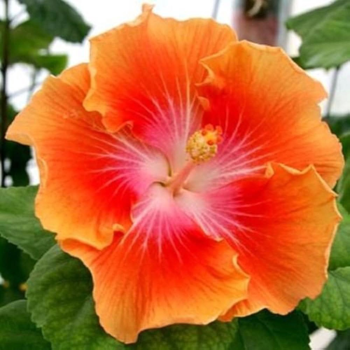Orange Yellow Double Hibiscus Flower Hibiscus Rosa Sinensis For Tropical Garden Planting Flower