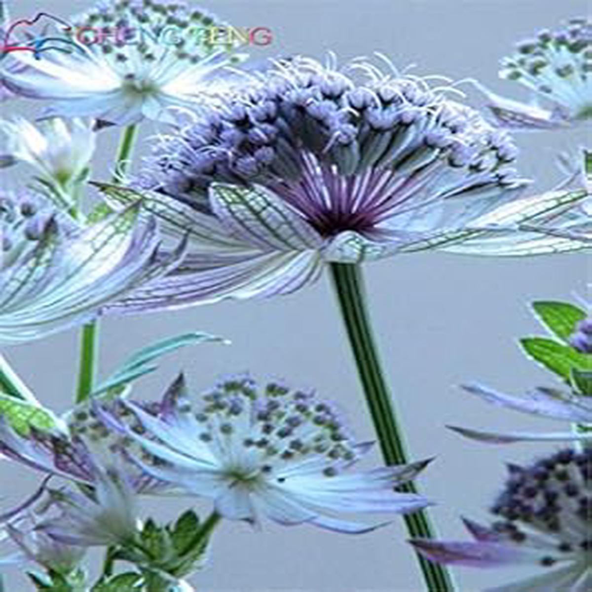 Organic Blue Astrantia Flower Seeds for Planting  Heirloom, Non-GMO