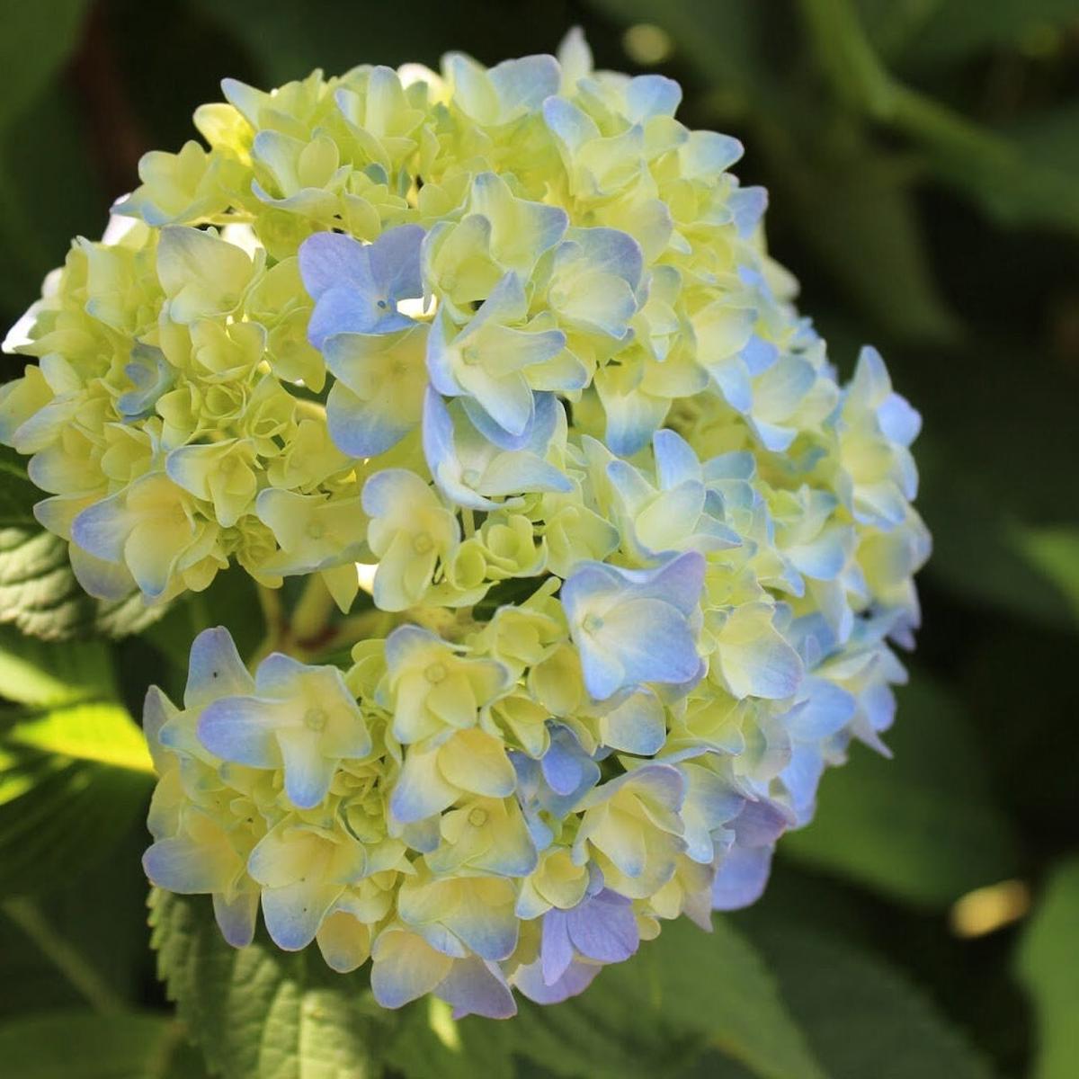 Organic Blue Yellow Hydrangea Flower Seeds  Heirloom Non-GMO High Germination Seeds for Planting Garden Blooms
