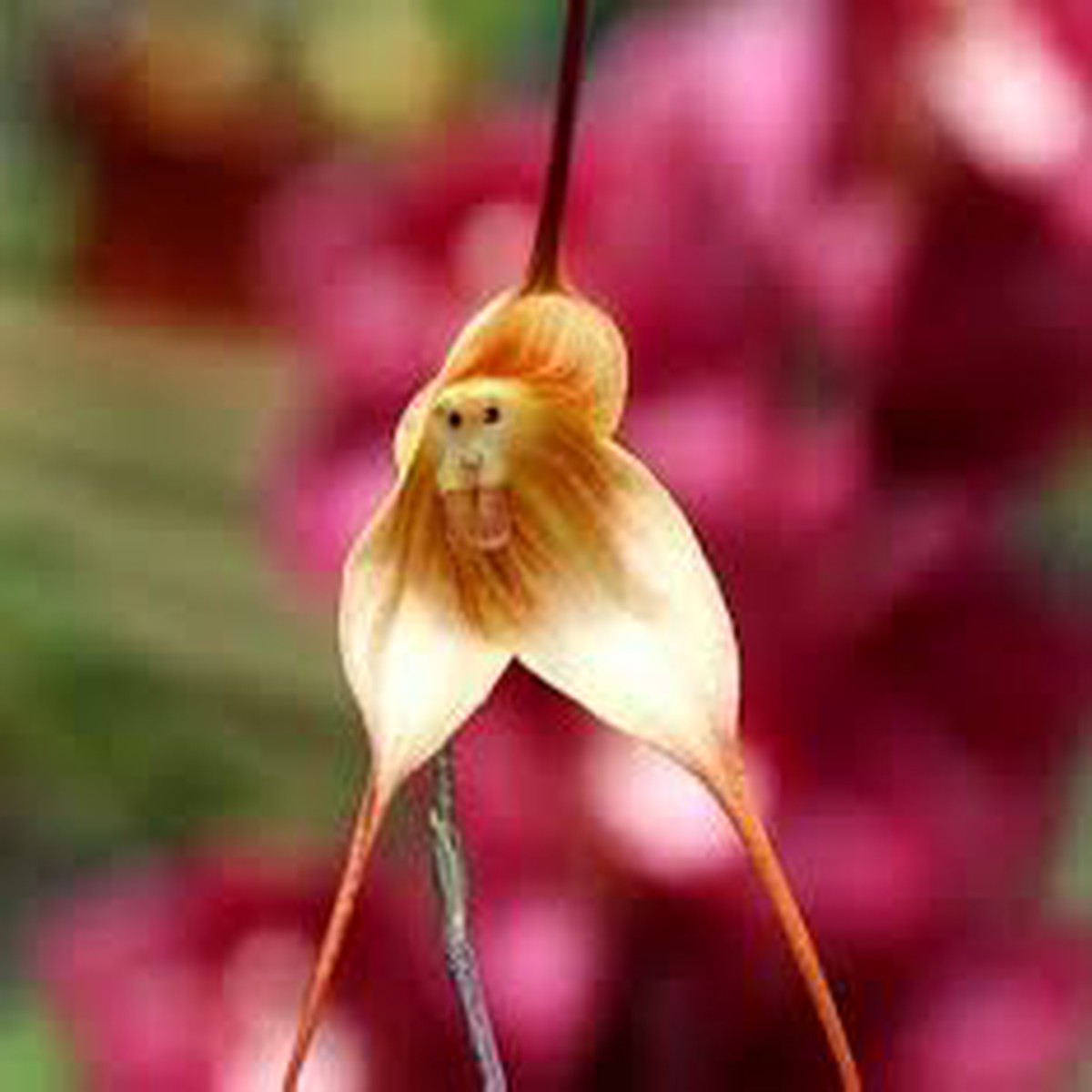 Organic Brown Monkey Orchid Flower Seeds for Planting Heirloom, Non-GMO