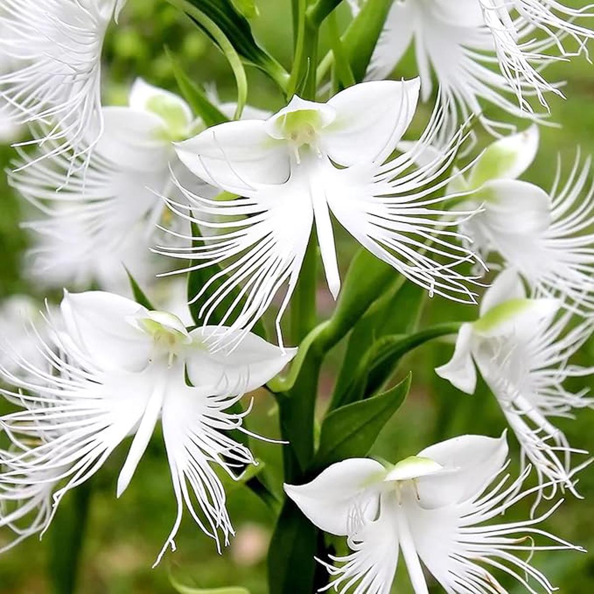 Organic Heirloom Non-GMO Radiata Seeds for Planting  Healthy Vibrant Garden Blooms