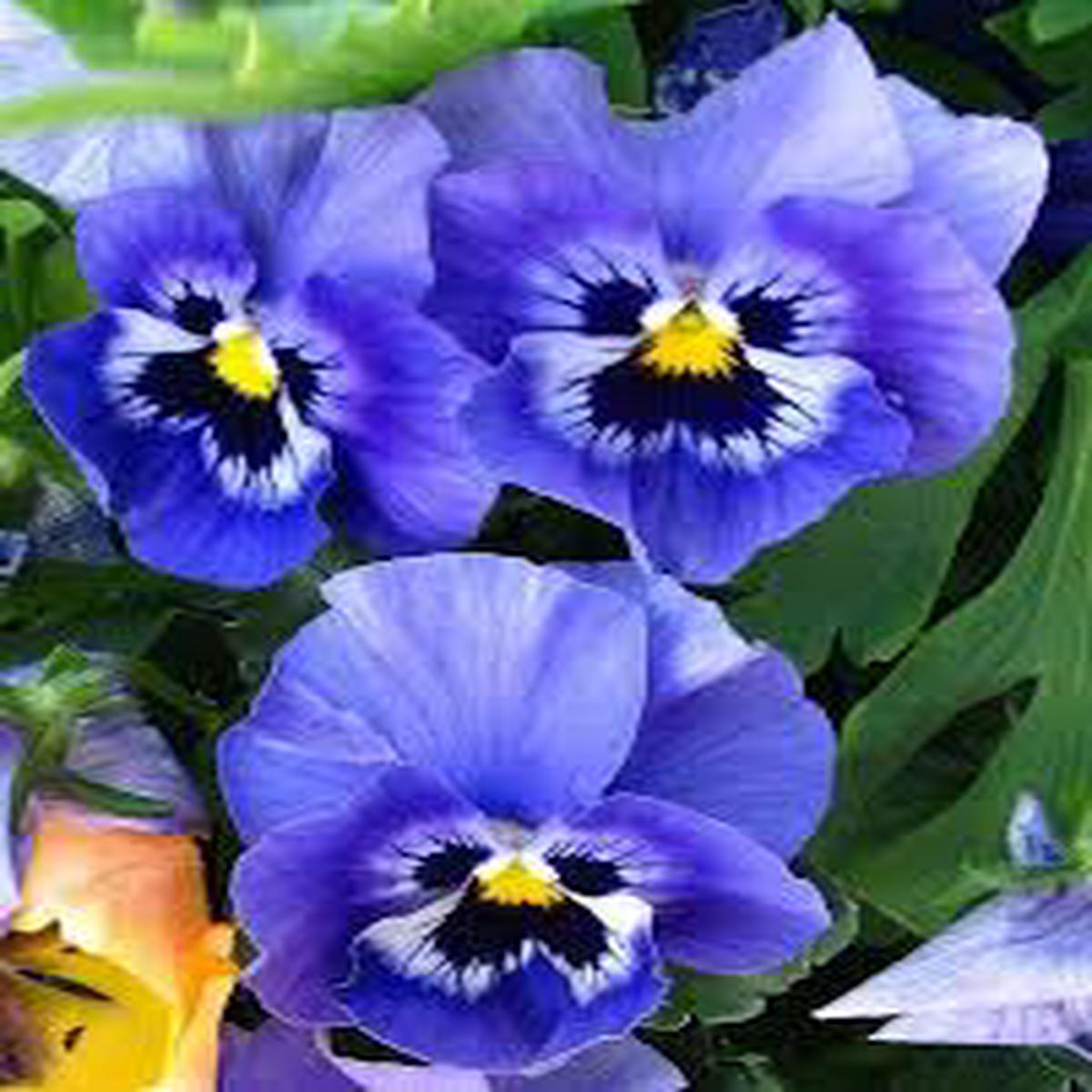Pansy Blue Seeds for Planting  Organic Heirloom Non-GMO Flower Seeds