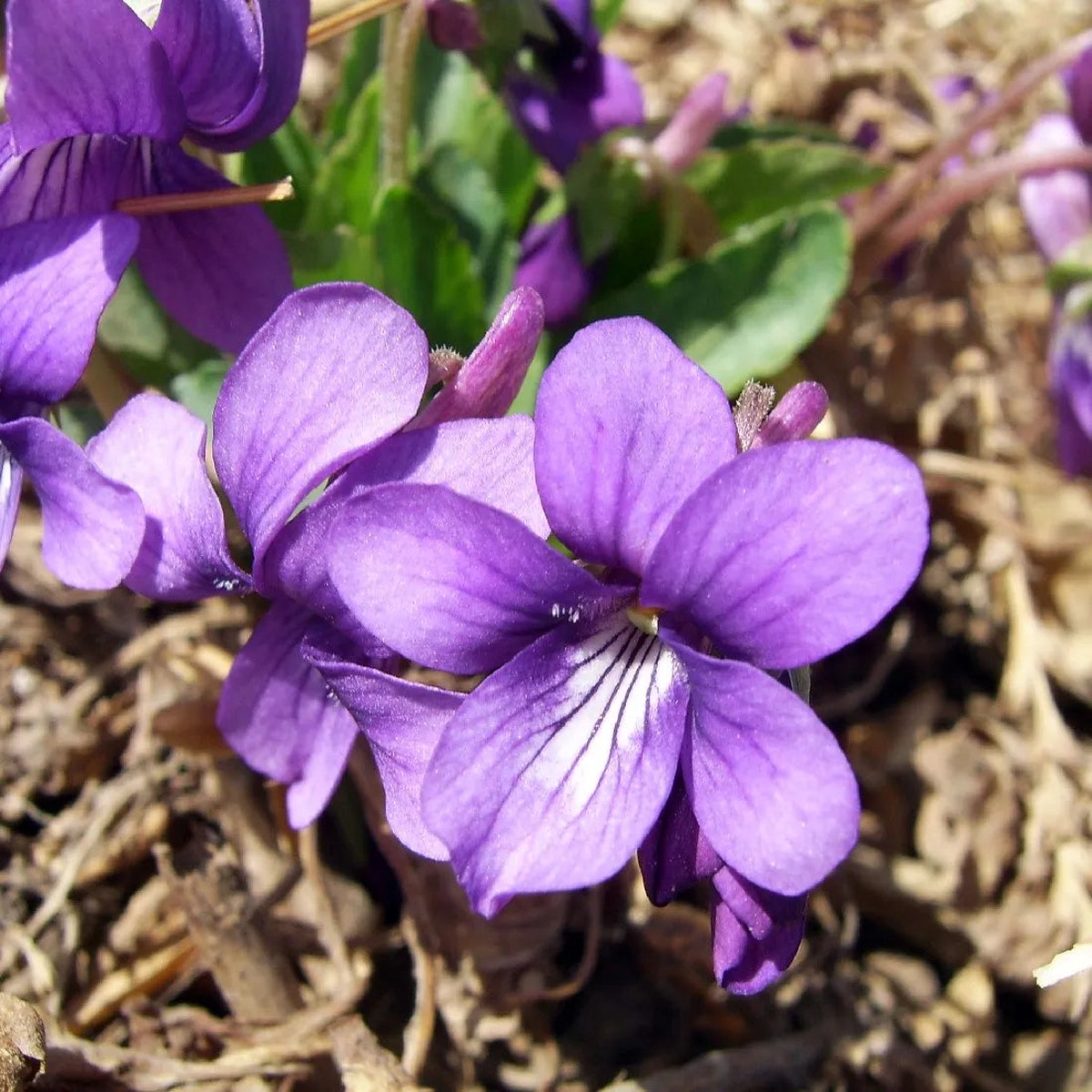 Philippica Flower seeds for Planting Cottage Garden Essential Heirloom & GMO Free Seeds for Home Garden