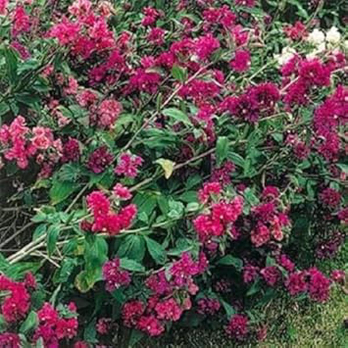 Pink Clarkia Flower Seeds for Planting Vibrant Annual Blooms for Garden & Borders