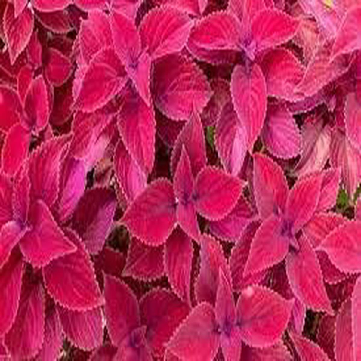 Pink Dragon Coleus Plant Seeds Heirloom Non-GMO Foliage Seeds for Colorful Garden Displays & Planting