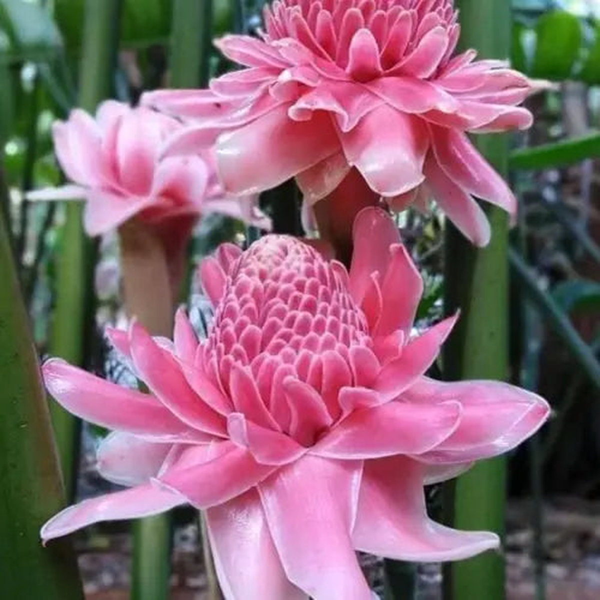 Pink Torch Ginger Flower Seeds for Planting - Heirloom Non-GMO High Germination Organic Garden Seeds