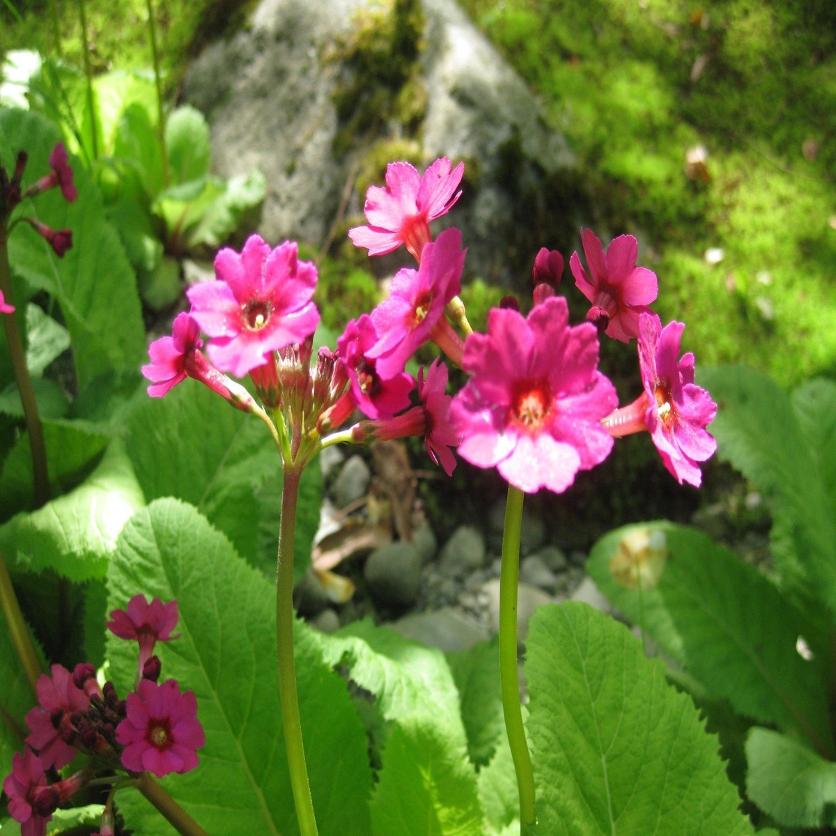 Primula Japonica Flower Heirloom Non Gmo For Planting Flower Seeds for Home Garden Planting,