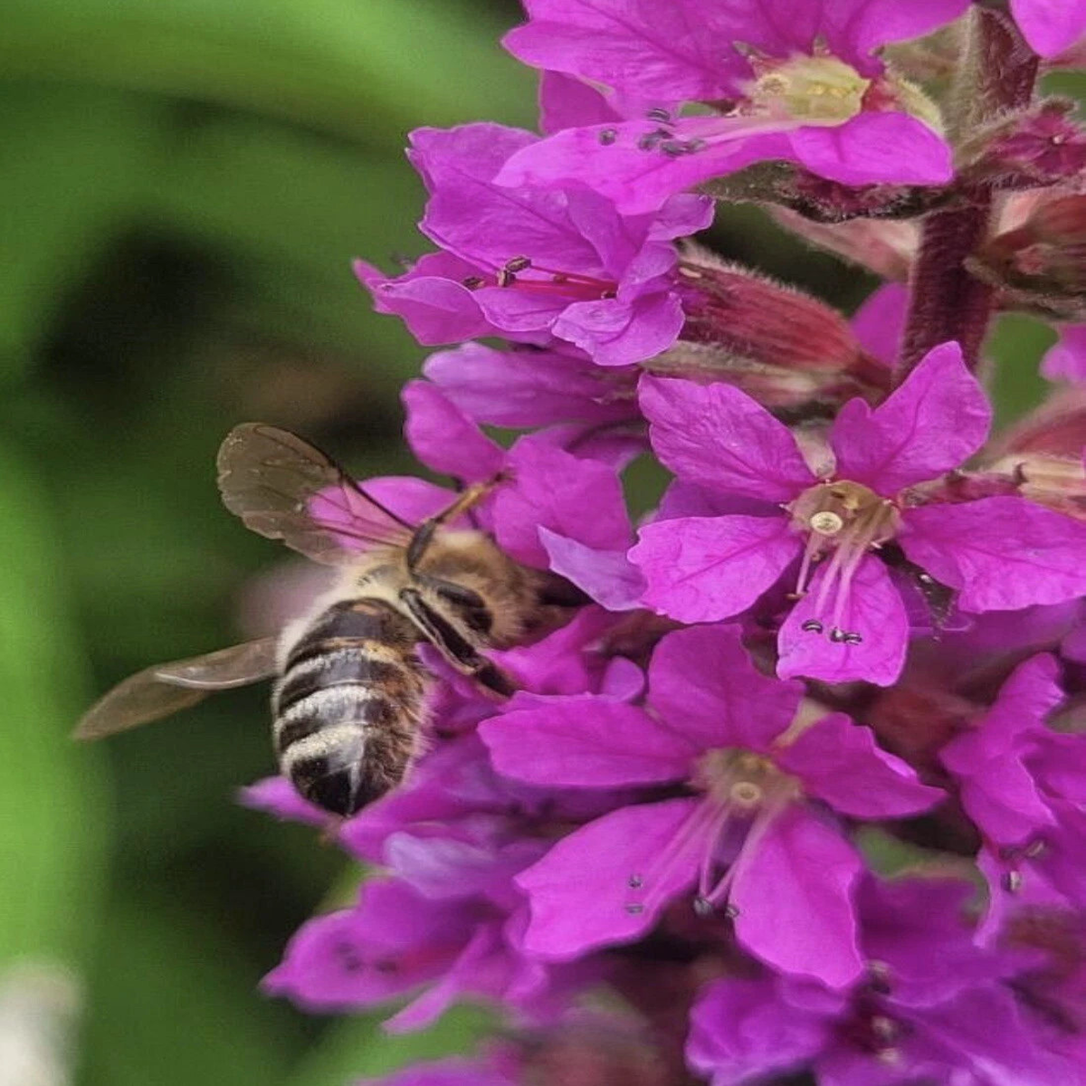 Purple Loosestrife Wand Loosestrife Lythrum Virgatum - Seeds  Heirloom, Non-GMO, High Germination Organic Garden Seeds