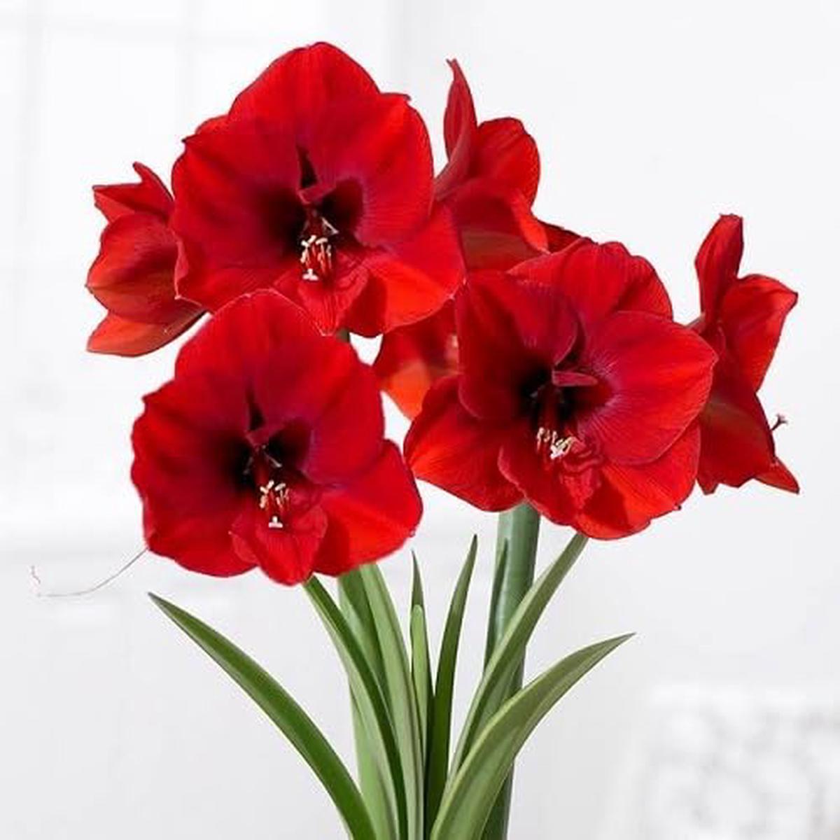 Red Amaryllis Flower - Heirloom, Non - Gmo Seeds