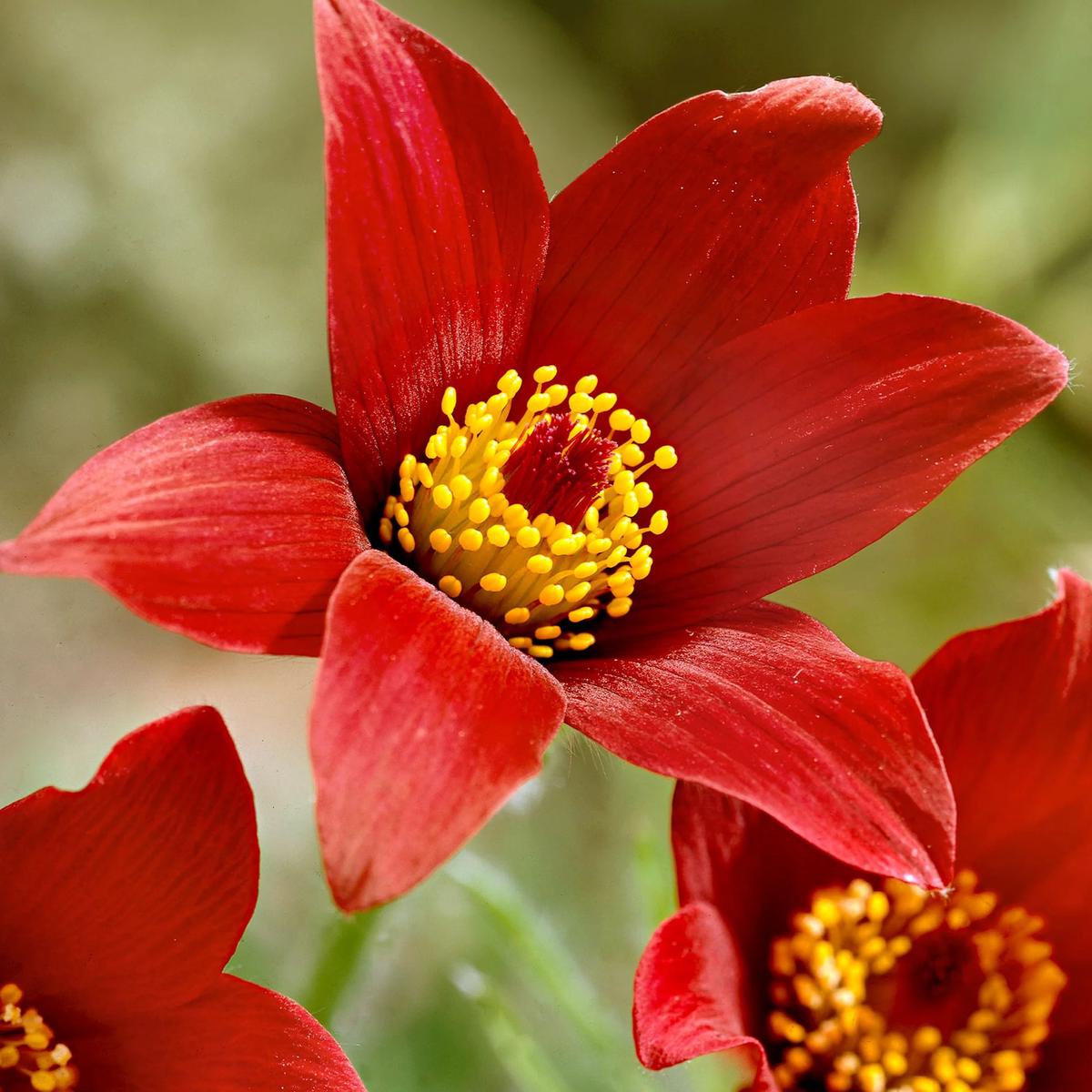 Red Anemone Pulsatilla Flower seeds for Planting  Vibrant Colors, Heirloom, Non-GMO Home Garden
