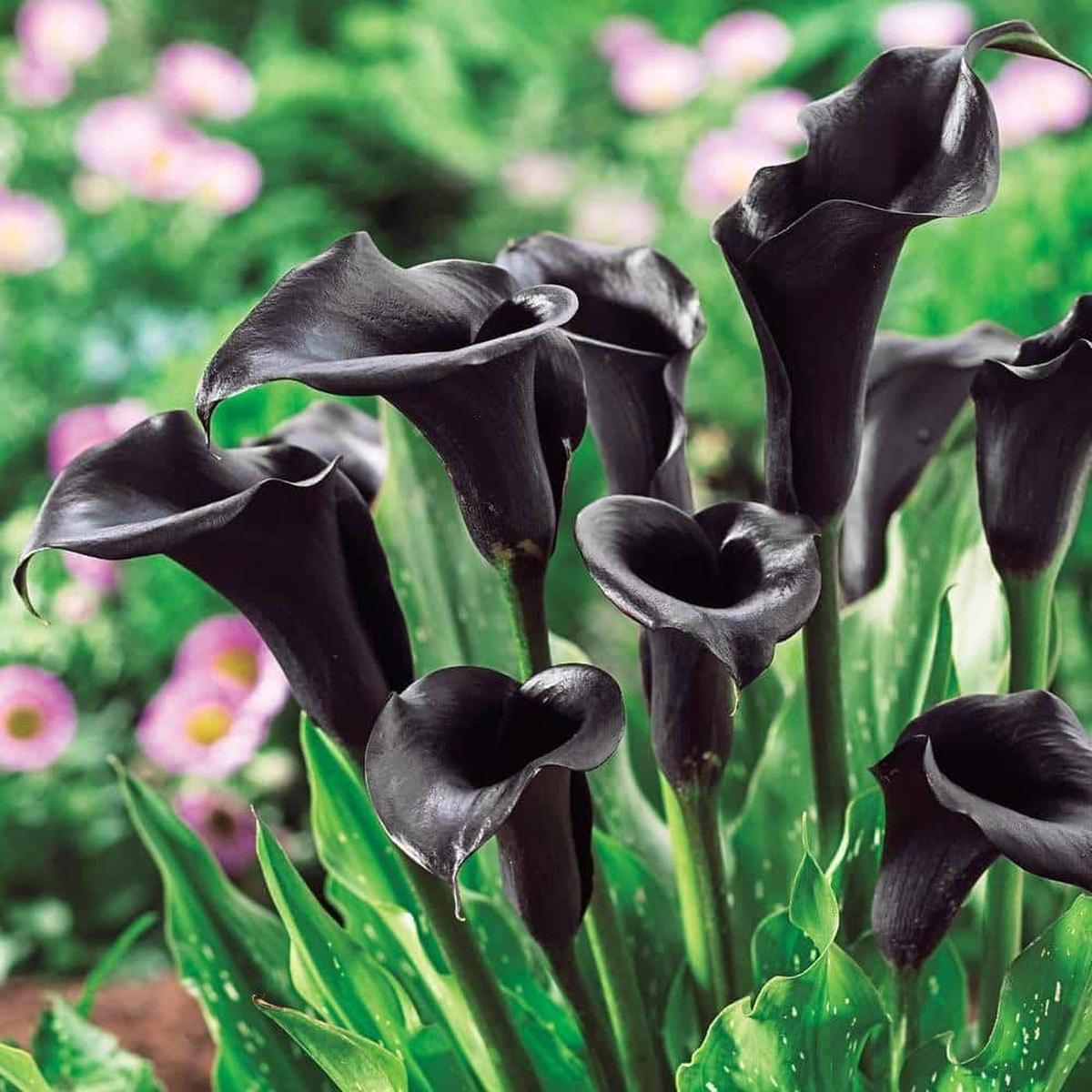 Red Edge Black Calla Lily Seeds Zantedeschia for Planting in Garden & Flower Bed