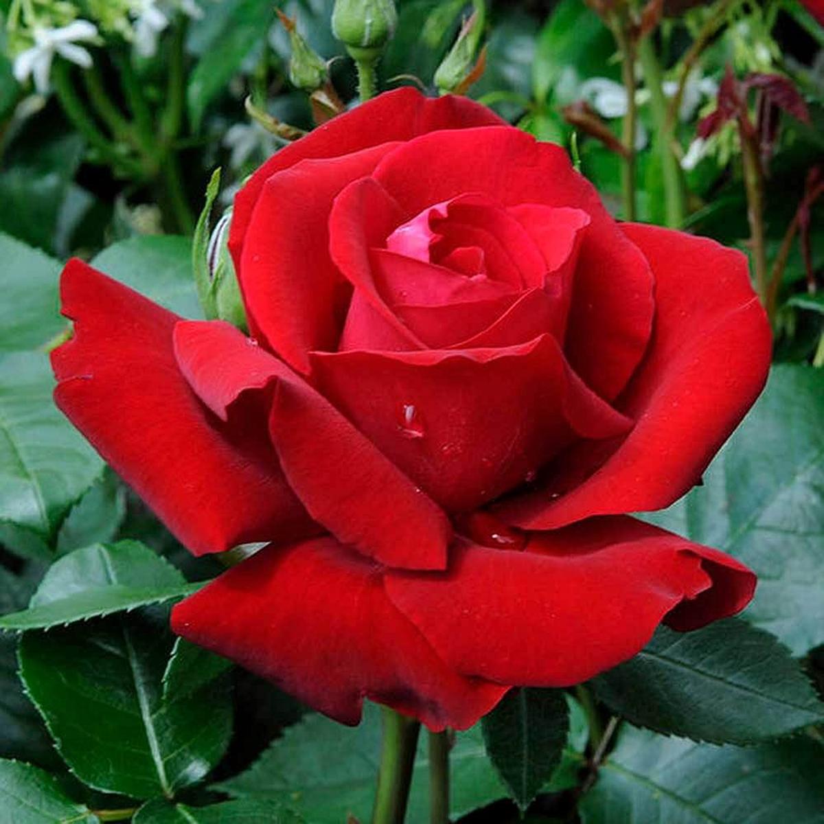 Rose Flower Seeds for Planting Heirloom, Non-GMO, Long Bloom Season, High Germination