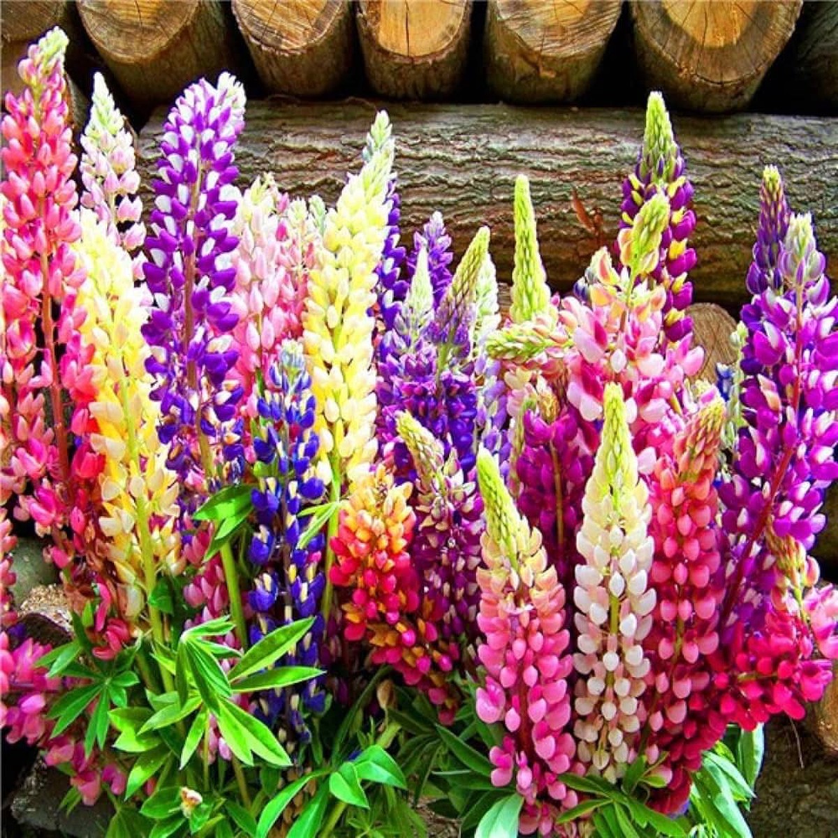 Russell Mix Lupine Lupinus Polyphyllus, Flowering Seeds For Planting