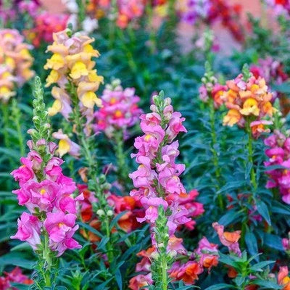 TETRA SNAPDRAGON SEEDS (Antirrhinum majus) - FLOWERS SEEDS USA FAST SHIP Heirloom, Non-GMO, Easy to Grow, Annual Blooms