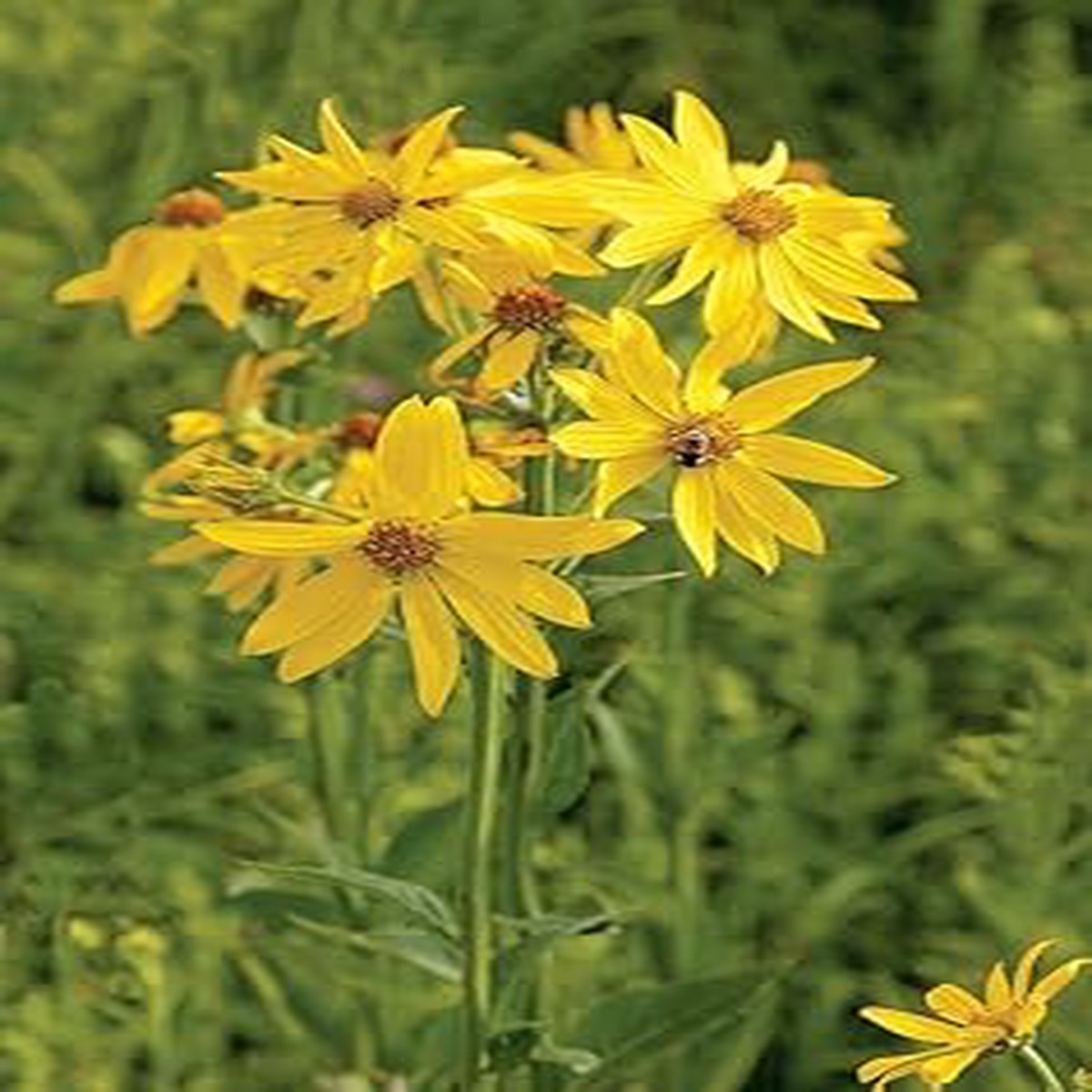 Verbesina Occidentalis Flower Heirloom Non Gmo For Wildflower And Pollinator Garden Planting Flower