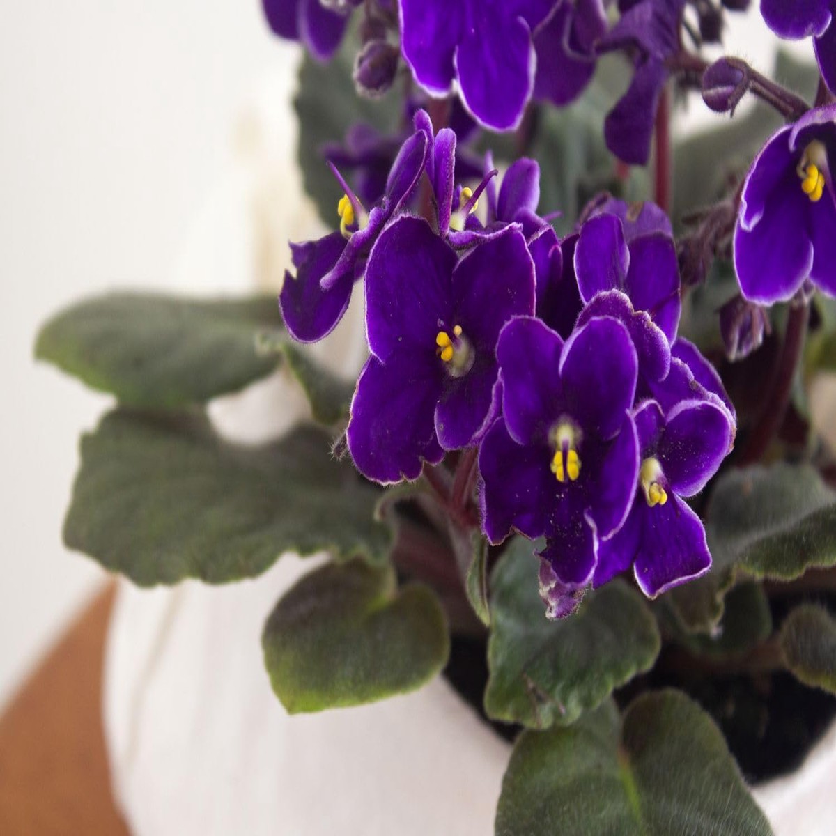 Viola Yedoensis Flower Seeds Heirloom, Non-GMO Flower Seeds for Planting