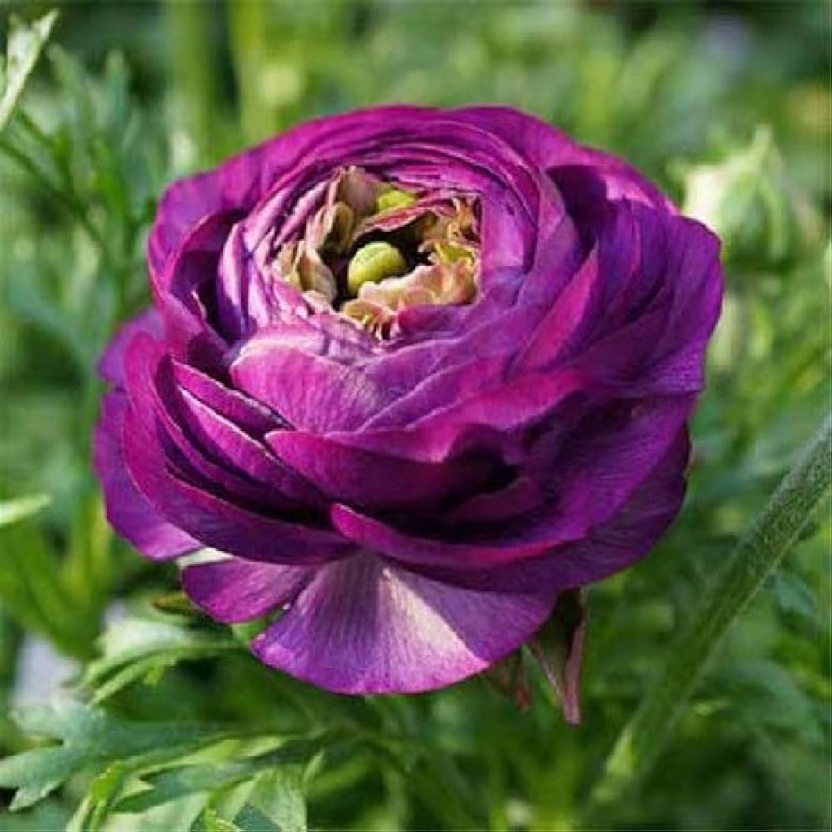 Violet Ranunculus Flower Seeds for Planting  Heirloom Non-GMO Seeds