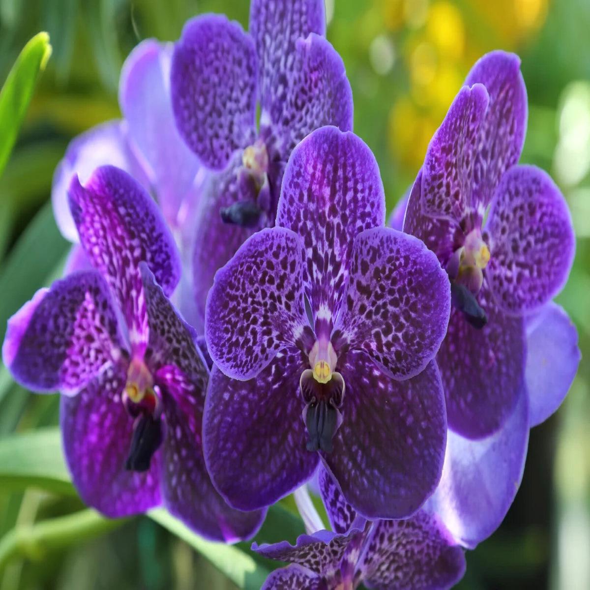 Violet Vanda Orchid Flower Seeds for Planting Heirloom Non-GMO, High Germination Organic Garden Seeds