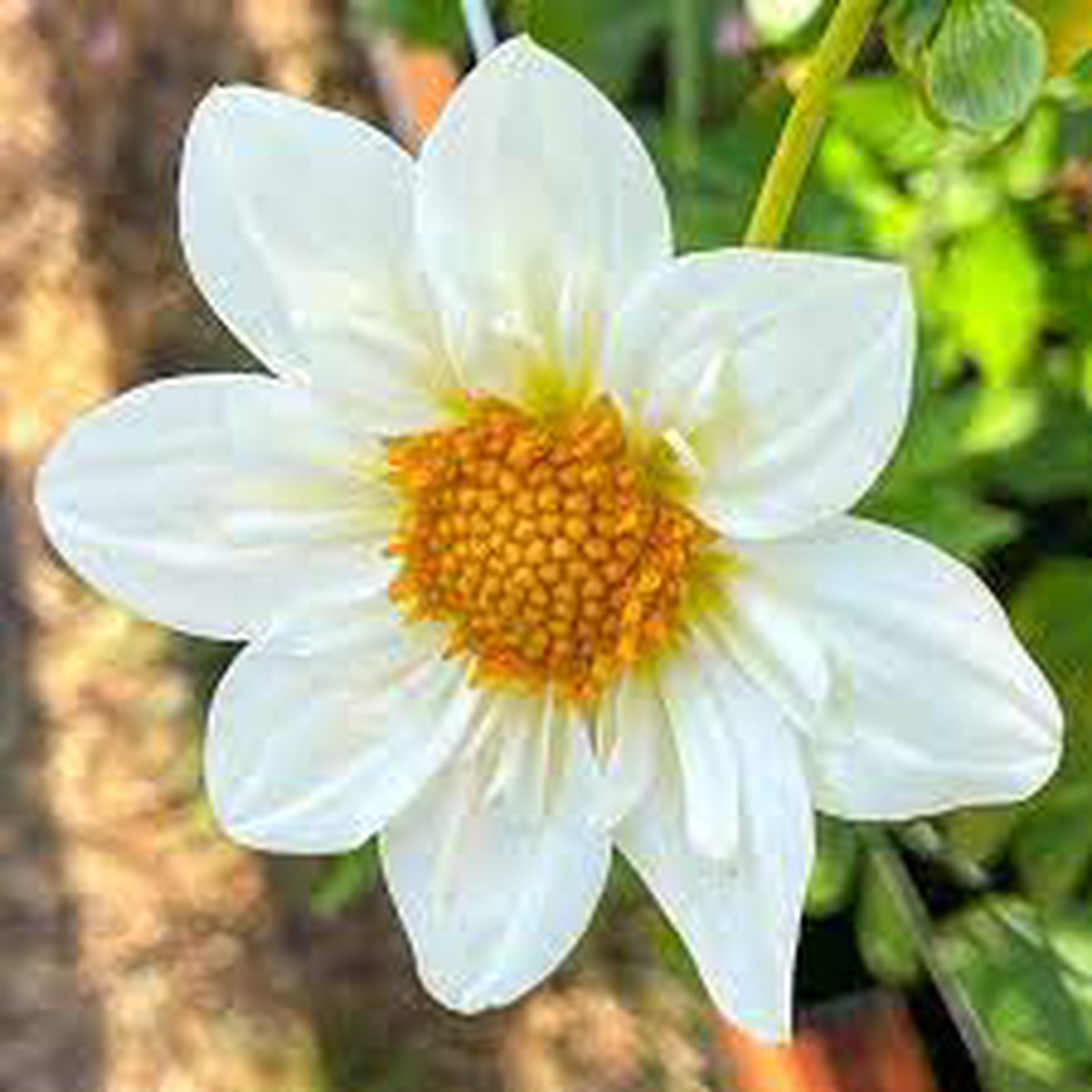 White Collarette Dahlias flower seeds for Planting  Vibrant Colors, Non-GMO, Heirloom Seeds